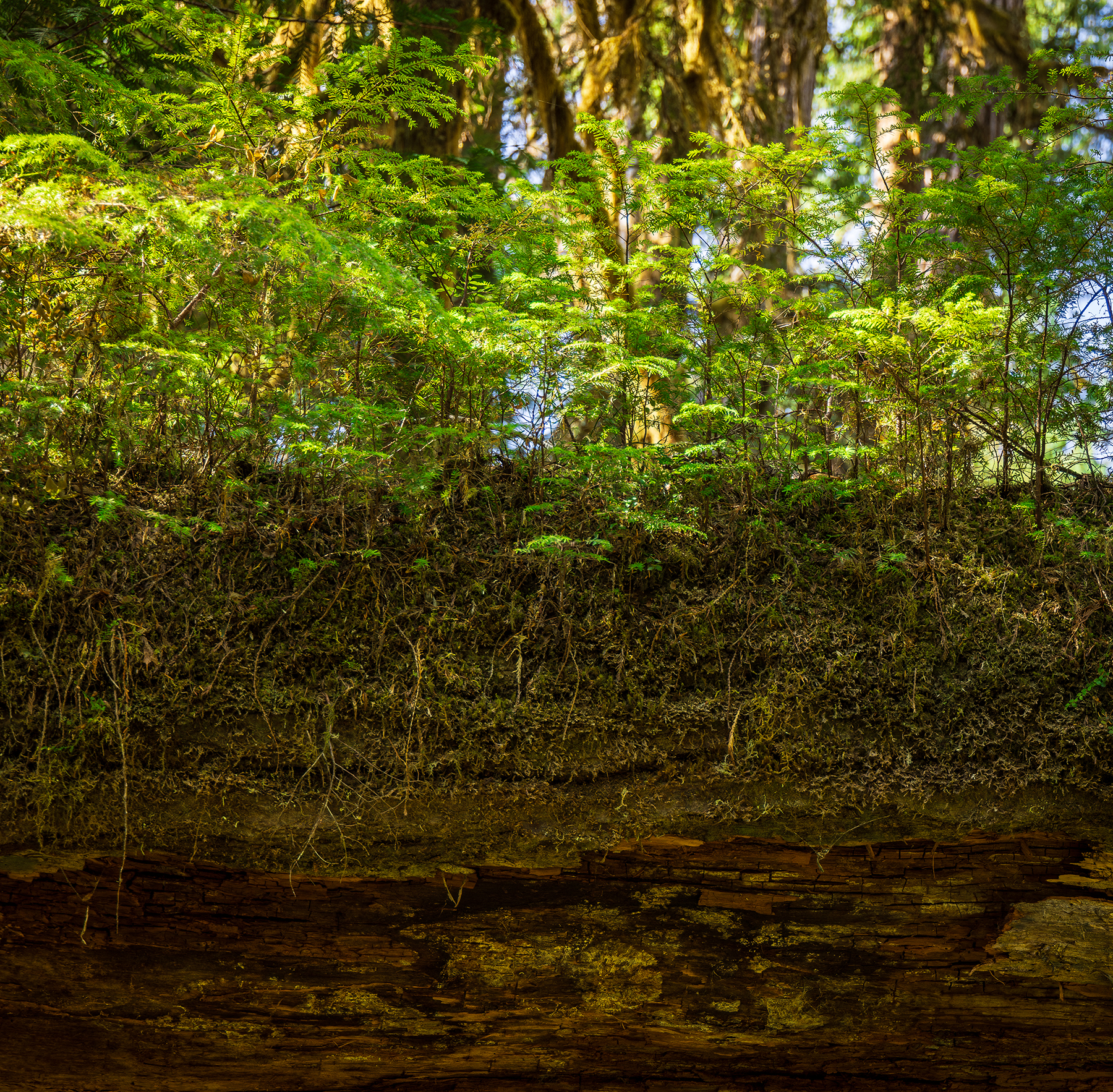 Sapling roots taking life on a nurse log