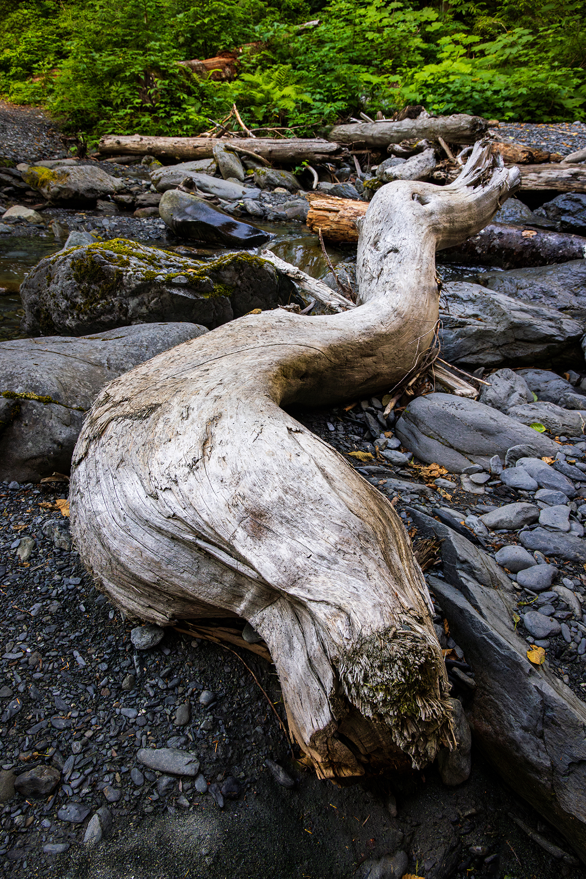 Driftwood log on the banks of the North Fork Skokomish River