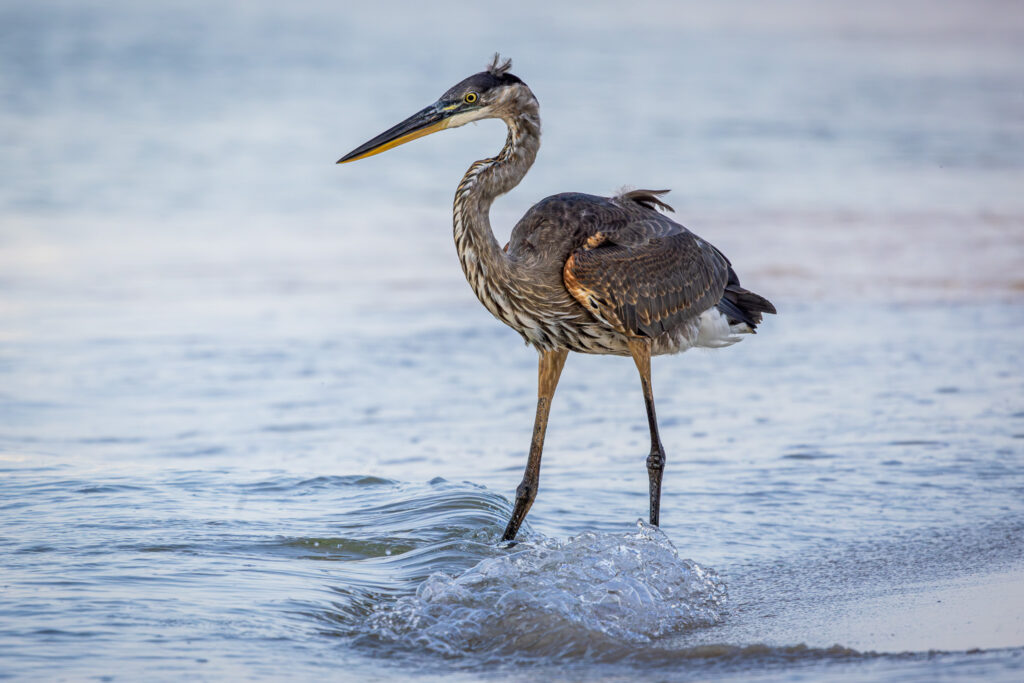 A great blue heron wades into the Gulf of Mexico on the hunt for small fish to make its breakfast in coastal Gulf Shores, Alabama