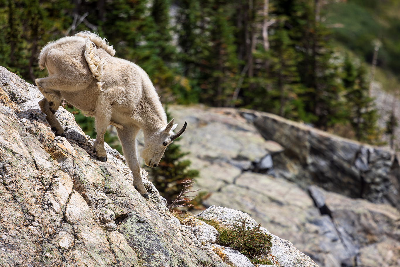 A mountain goat descends a rocky ridge in the Tenmile Range in Colorado