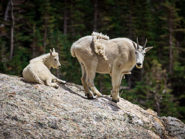 Mountain goats on the McCullough Gulch Trail hike in Colorado