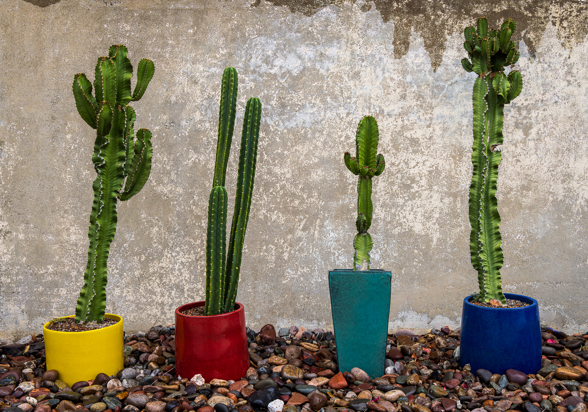 Four cactuses in multi-colored pots in San Diego