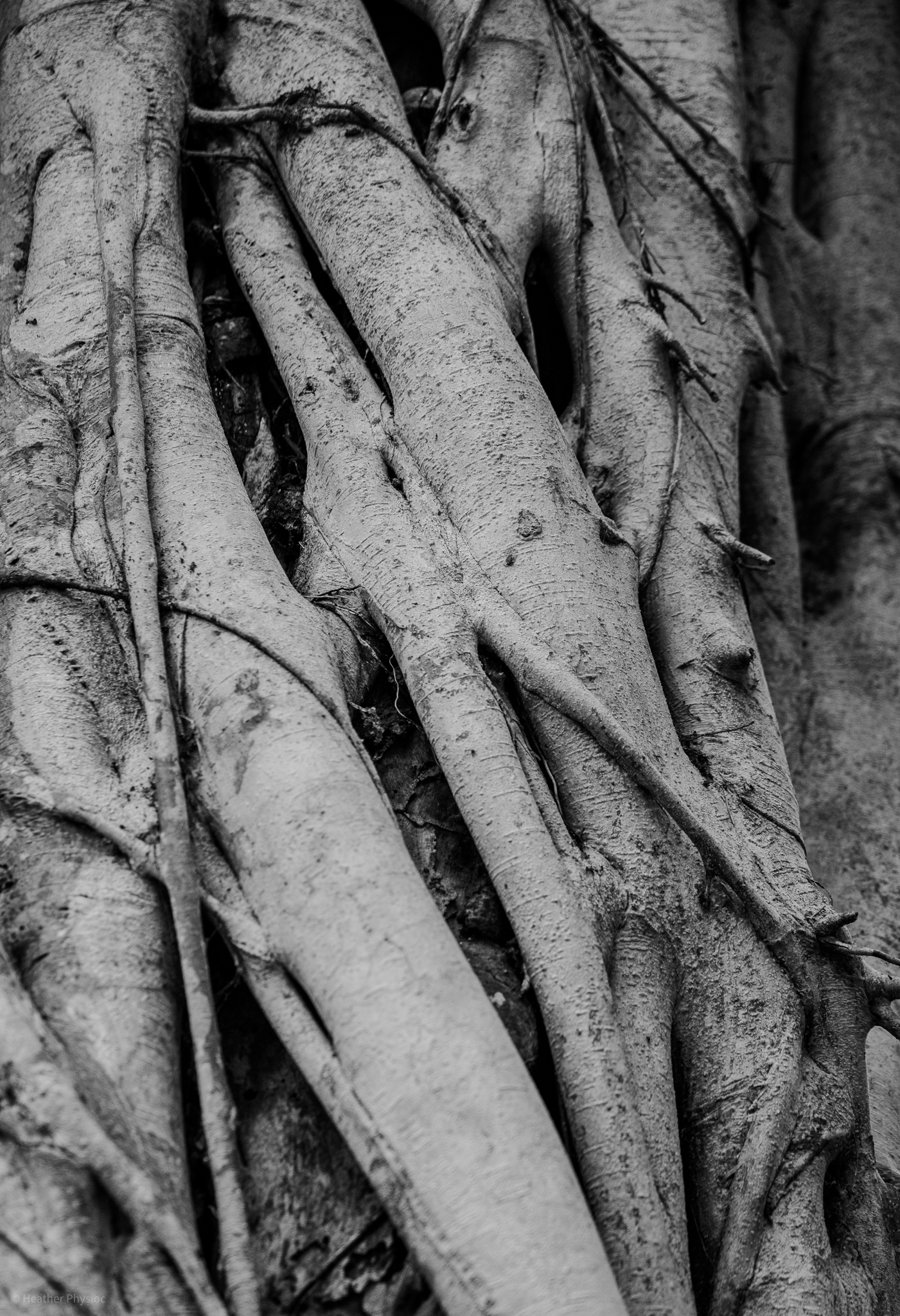 Twisted roots of a giant banyan tree in Oahu