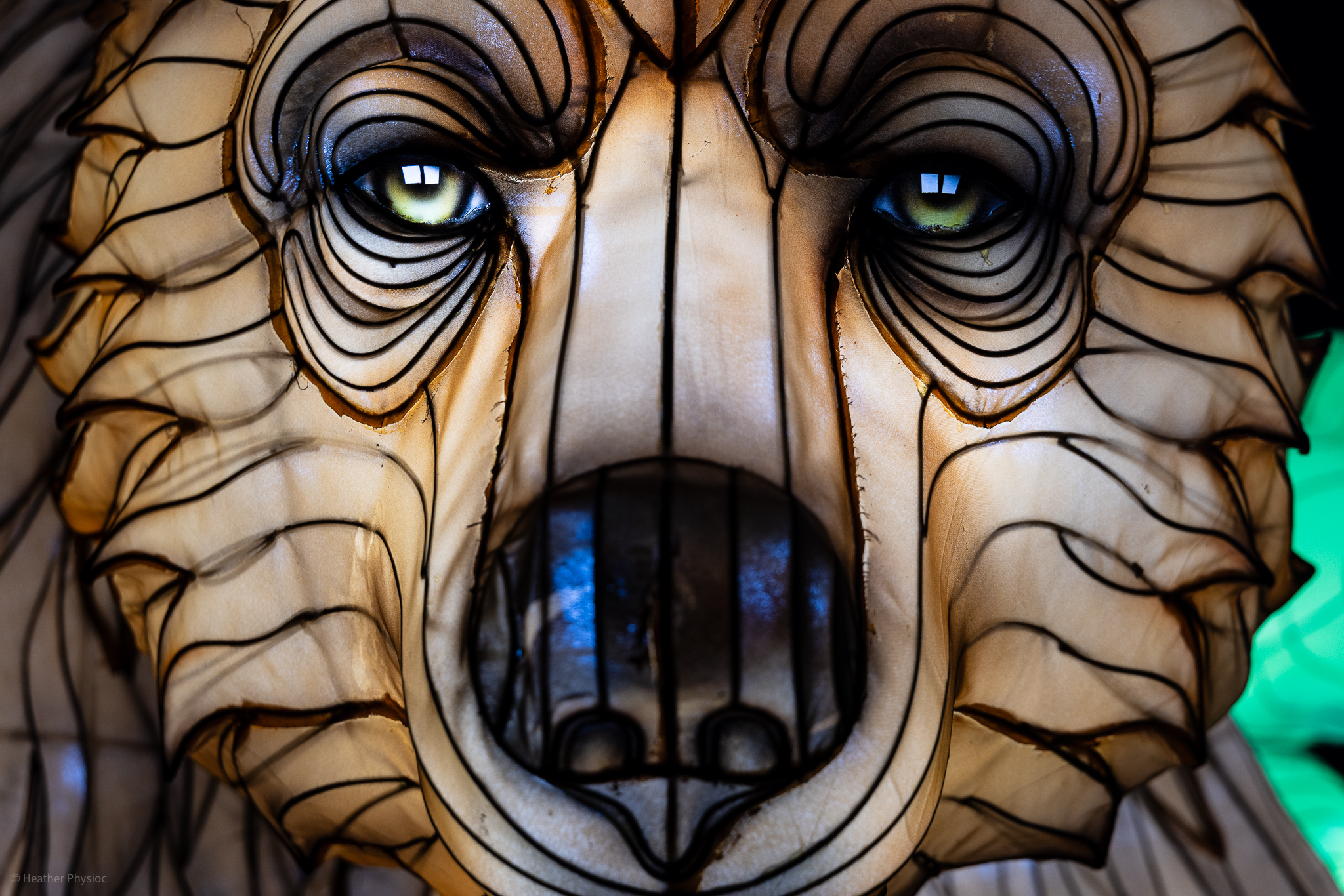 Grizzly bear close-up  illuminated silk and steel lantern sculpture at 2023 GloWild event at the Kansas City Zoo & Aquarium