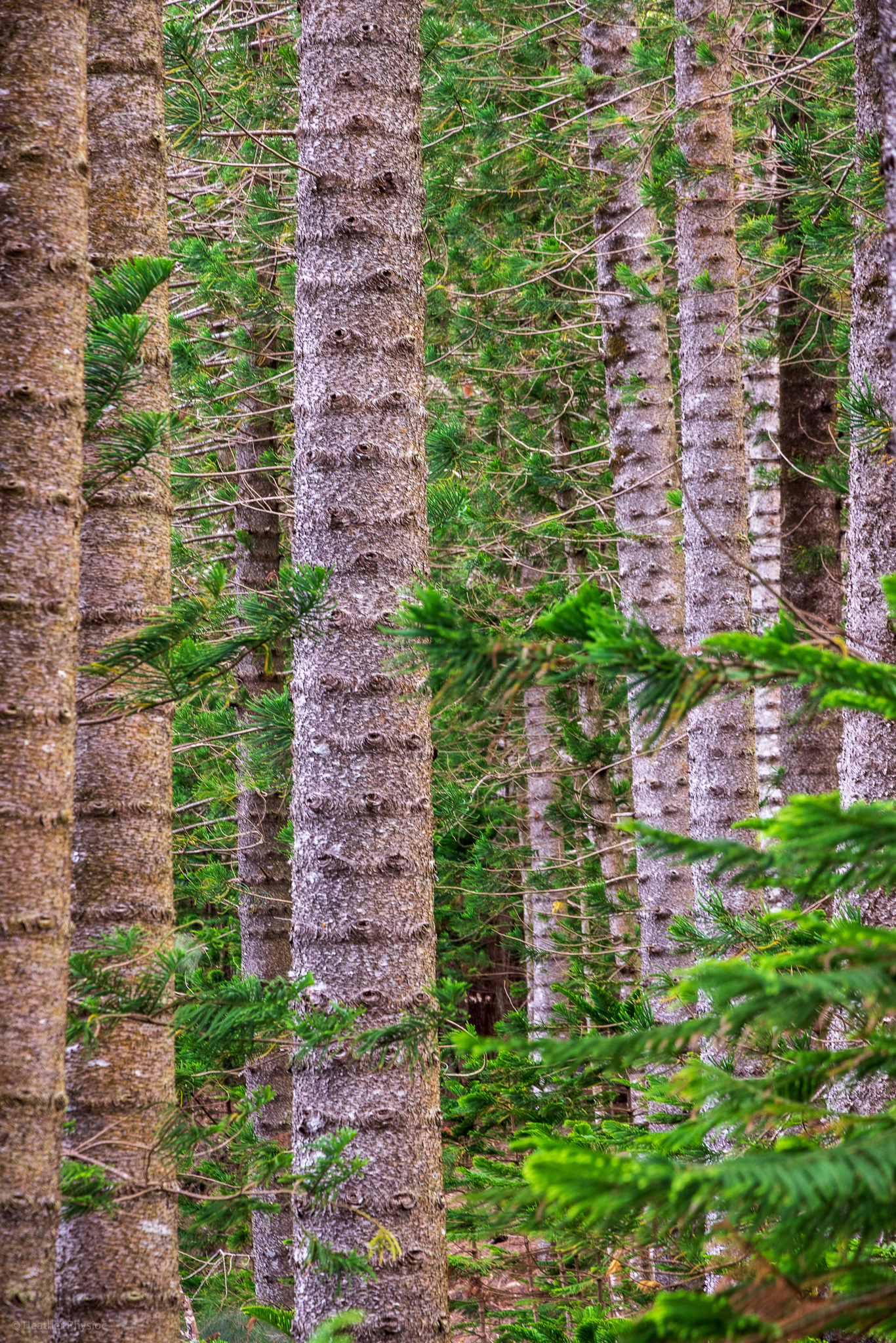 Symmetry of repeating Cooks pine  at Kuli'ou'ou Ridge Trail Hike on O'ahu, Hawaii