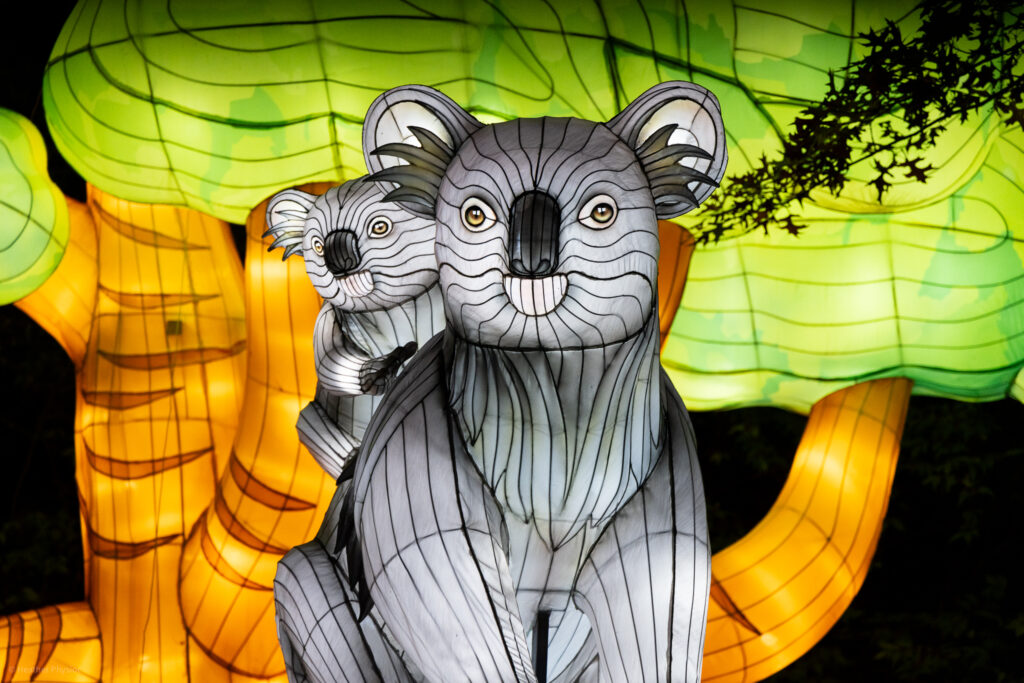 Koalas illuminated silk and steel lantern sculpture at 2023 GloWild event at the Kansas City Zoo & Aquarium