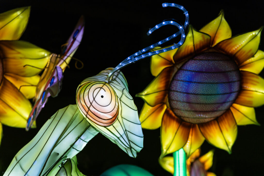 Mantis & sunflowers illuminated silk and steel lantern sculpture at 2023 GloWild event at the Kansas City Zoo & Aquarium portrait