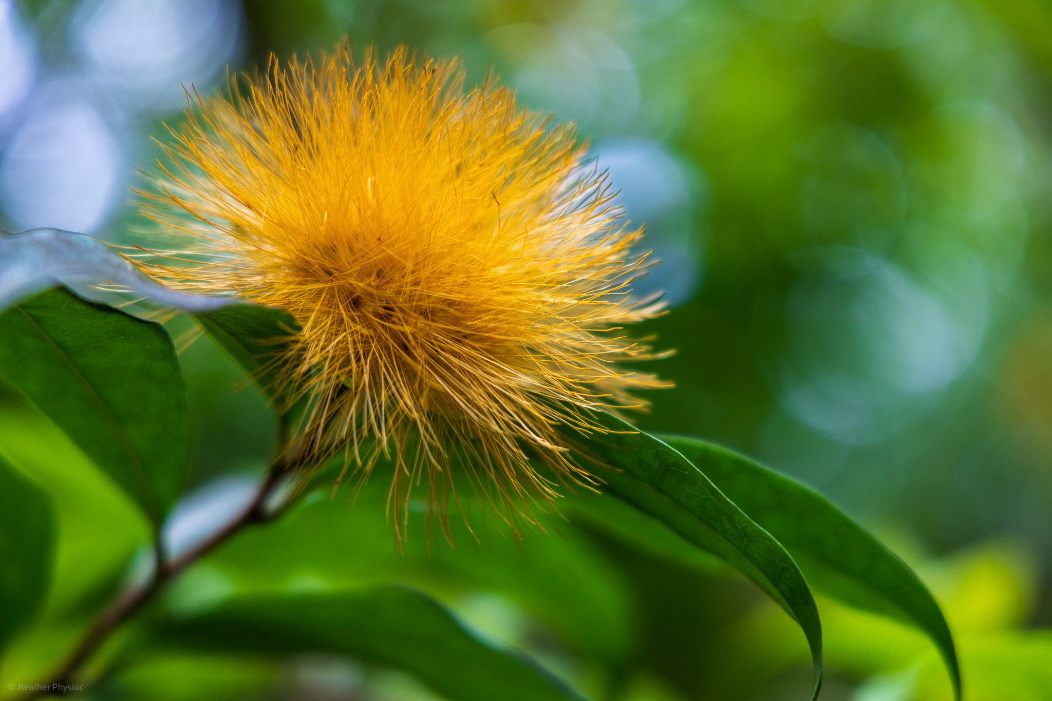 Orange powder puff tree bloom at Waimea Falls botanical garden on Oahu