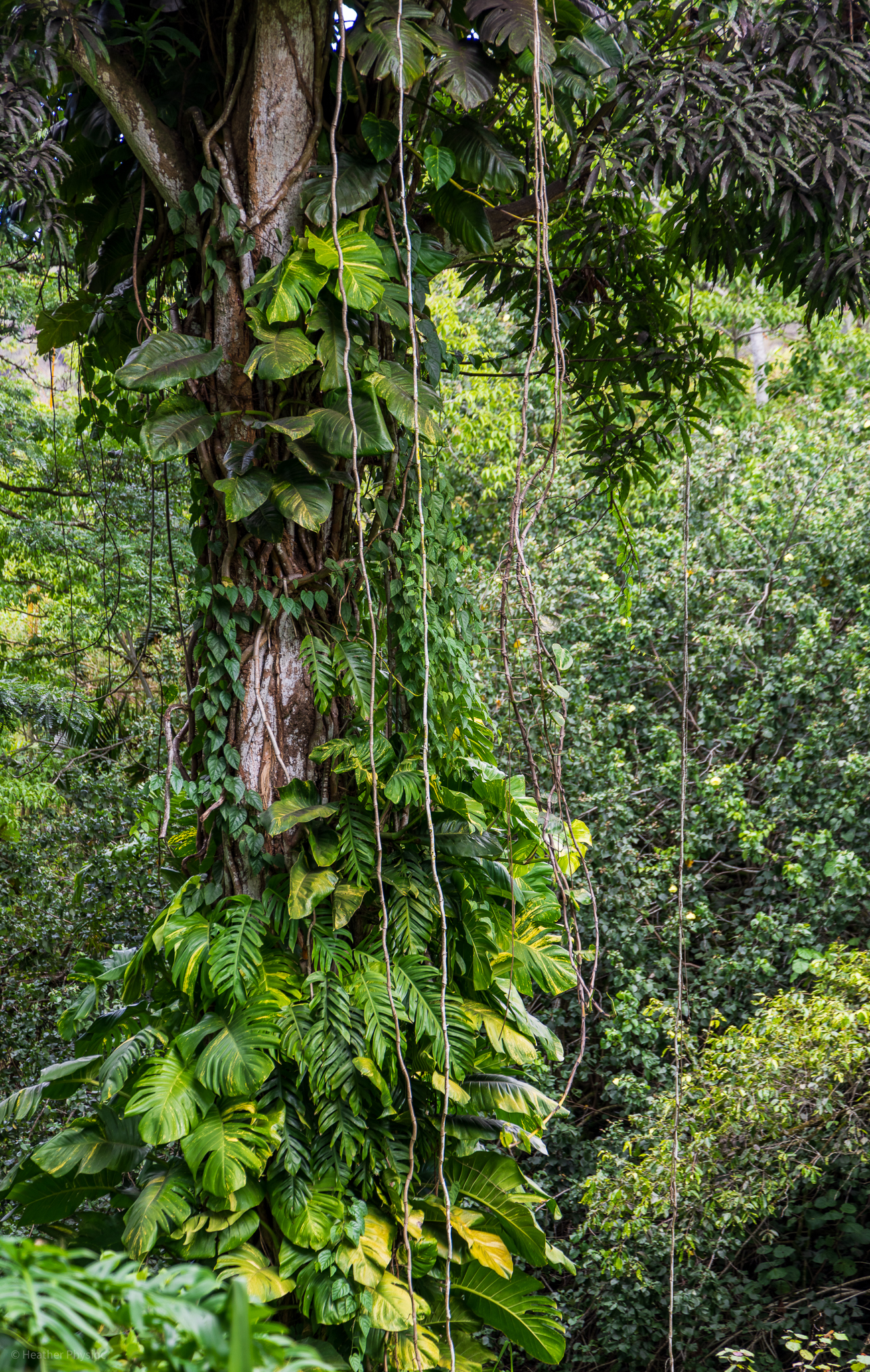 Rainforest vines hanging from giant, leafy tropical trees on O'ahu, Hawaii