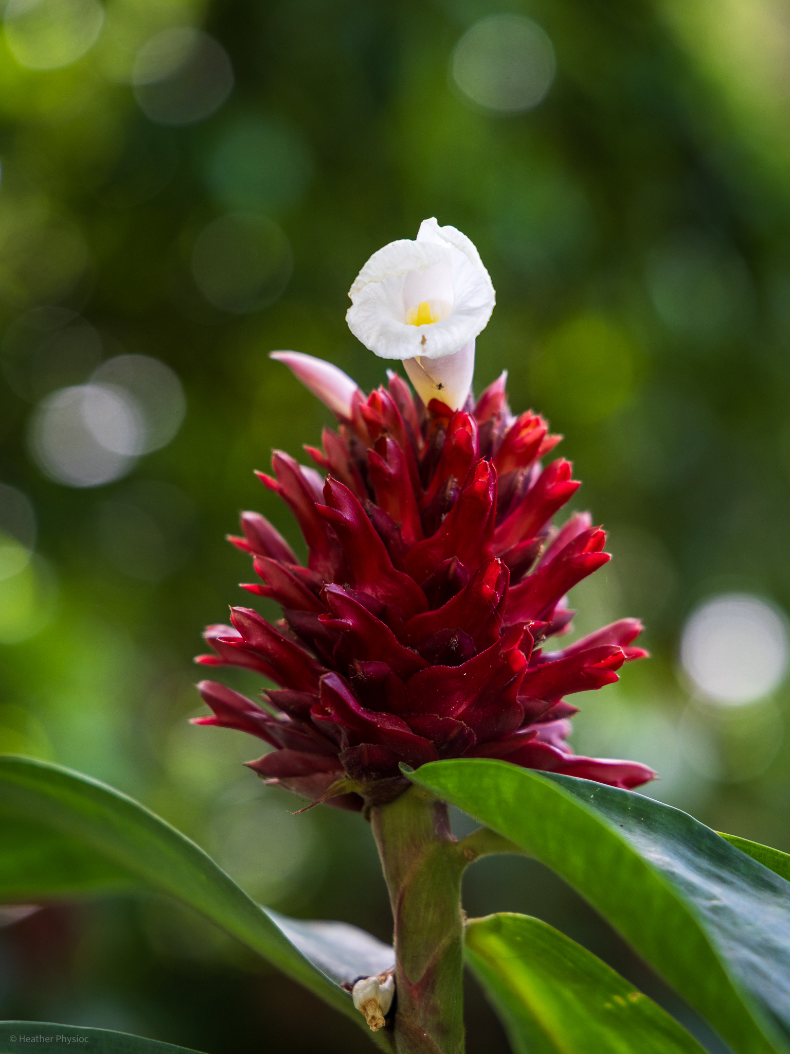 Red crepe ginger bloom with a white flower at Waimea Falls botanical garden on Oahu, Hawaii