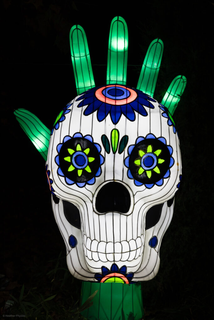 Sugar Skull & Cactus Hand illuminated silk and steel lantern sculpture at 2023 GloWild event at the Kansas City Zoo & Aquarium for Dia de Los Muertos