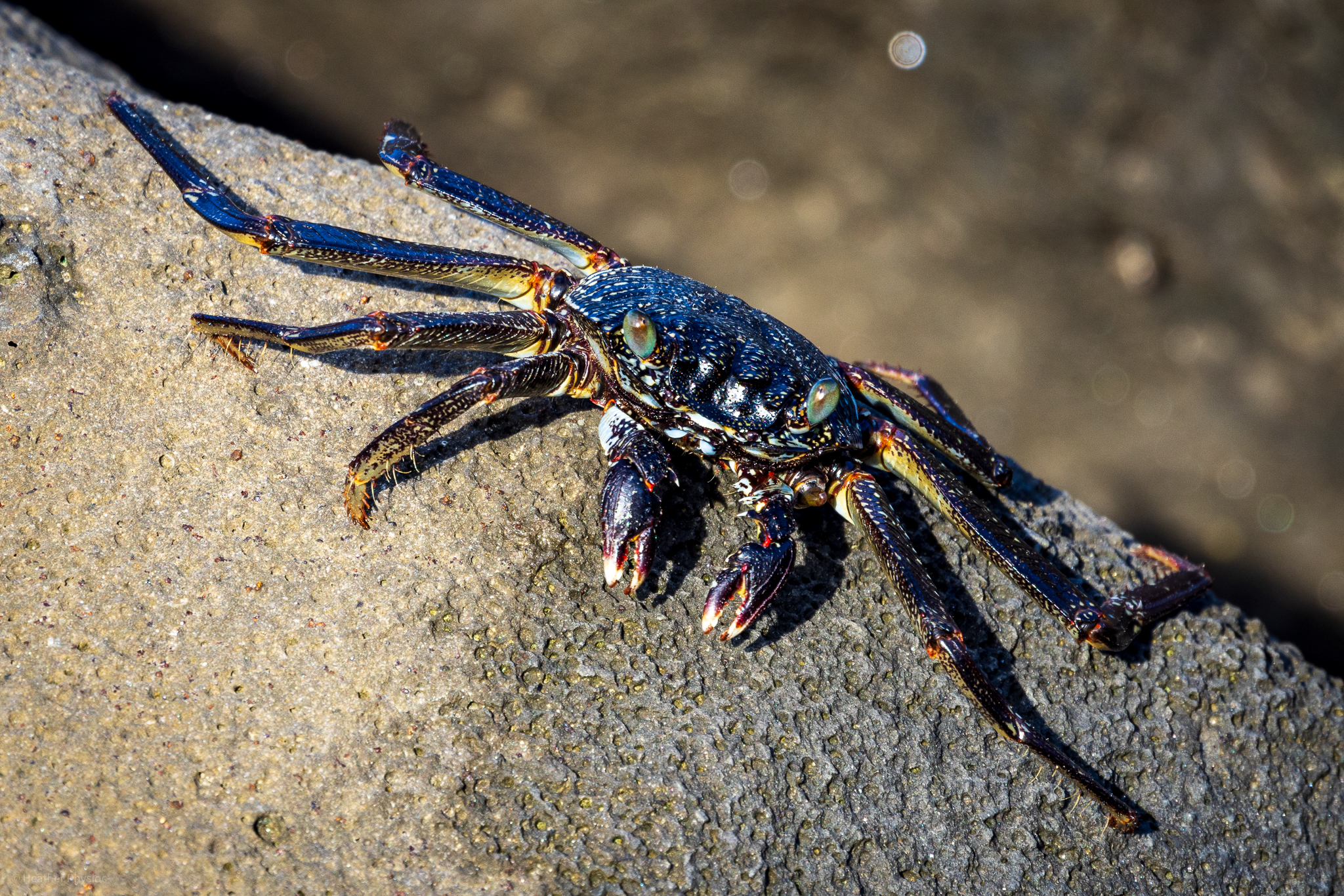 Thin-shelled rock crab with turquose eyes and red spots on its shell emerges from the Pacific Ocean onto rocks at the pier near Waikiki Beach