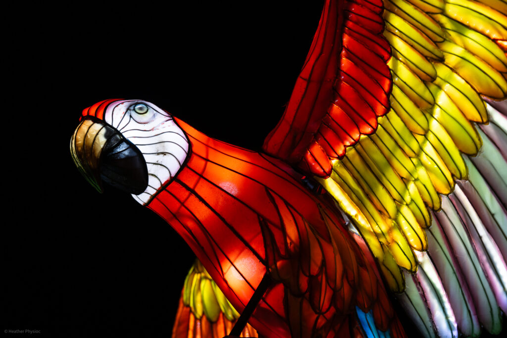Parrot illuminated silk and steel lantern sculpture at 2023 GloWild event at the Kansas City Zoo & Aquarium