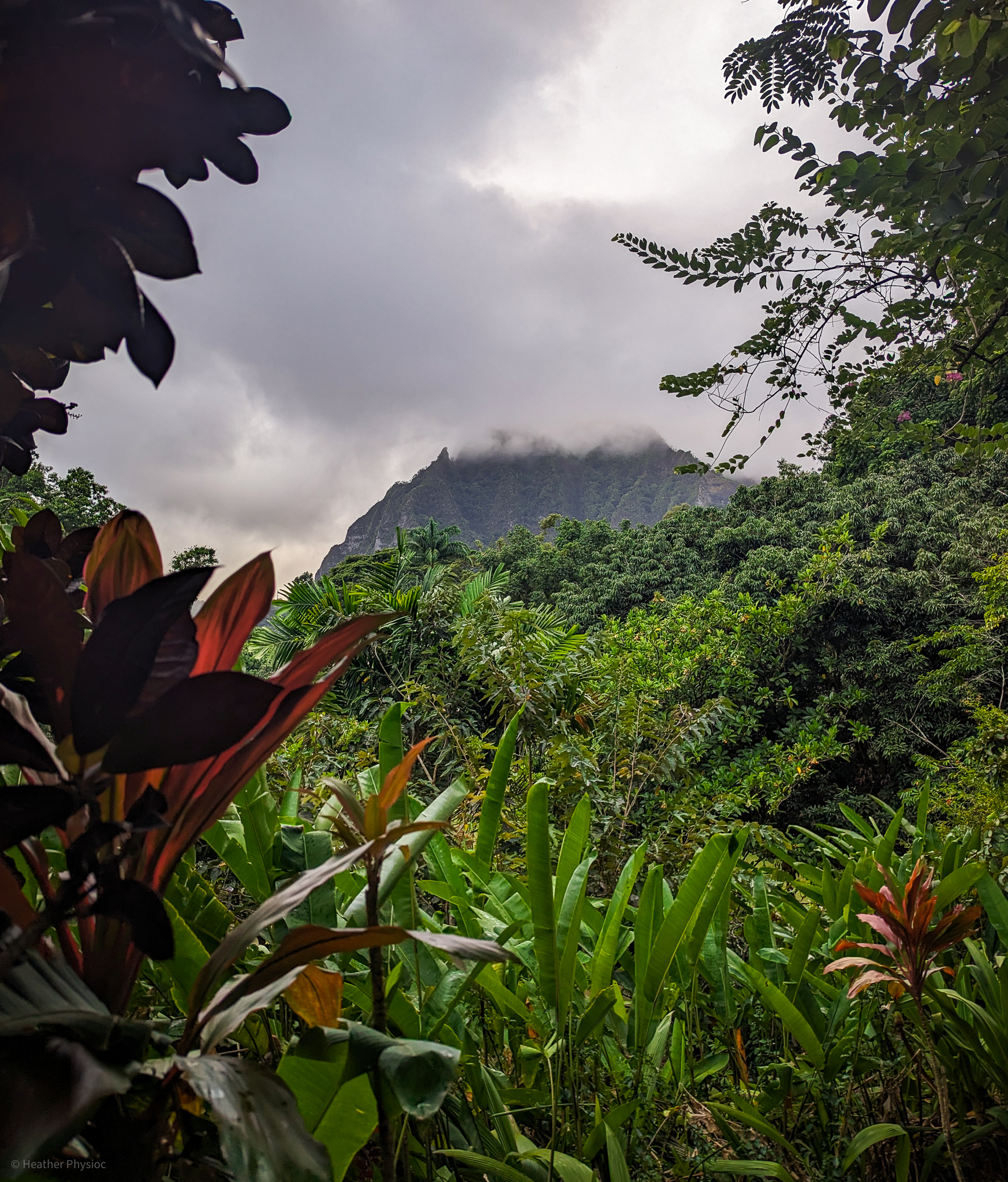 View of misty mountaintops through a frame of tropical leaves at Haleiwa Joe's at Haiku Gardens on O'ahu, Hawaii