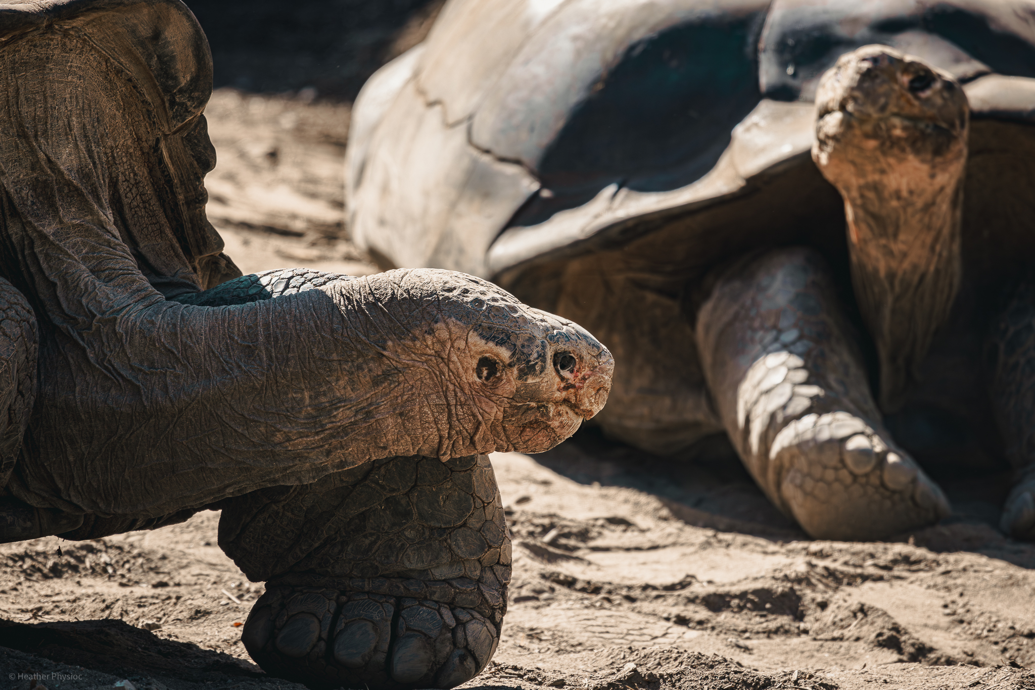 Pair of giant Galapagos tortoises at the San Diego Zoo