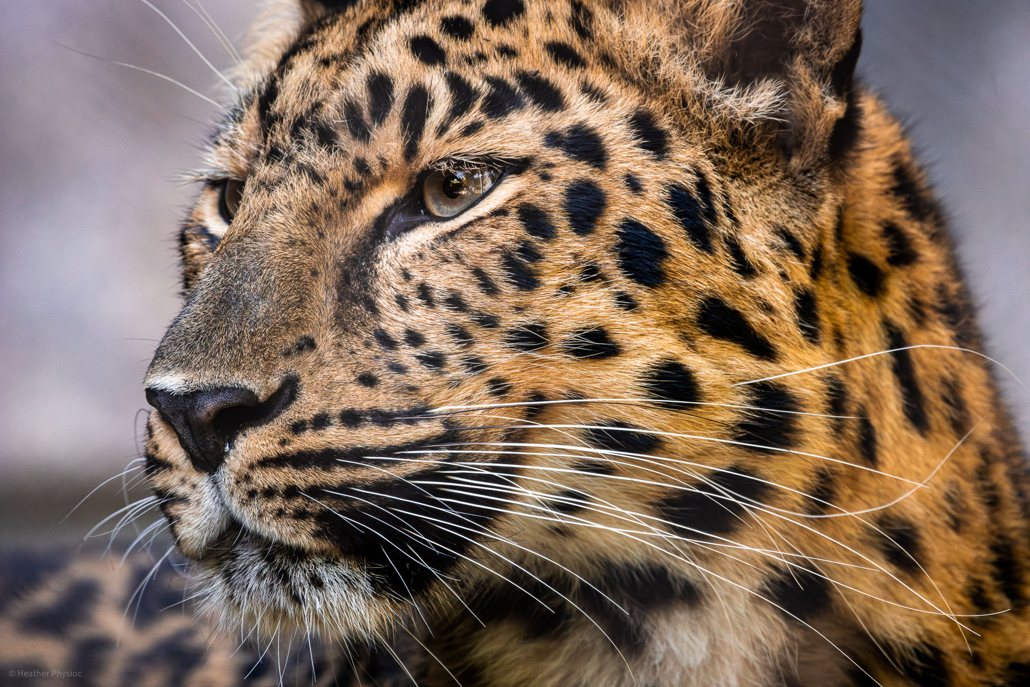 Amur leopard portrait at the San Diego Zoo