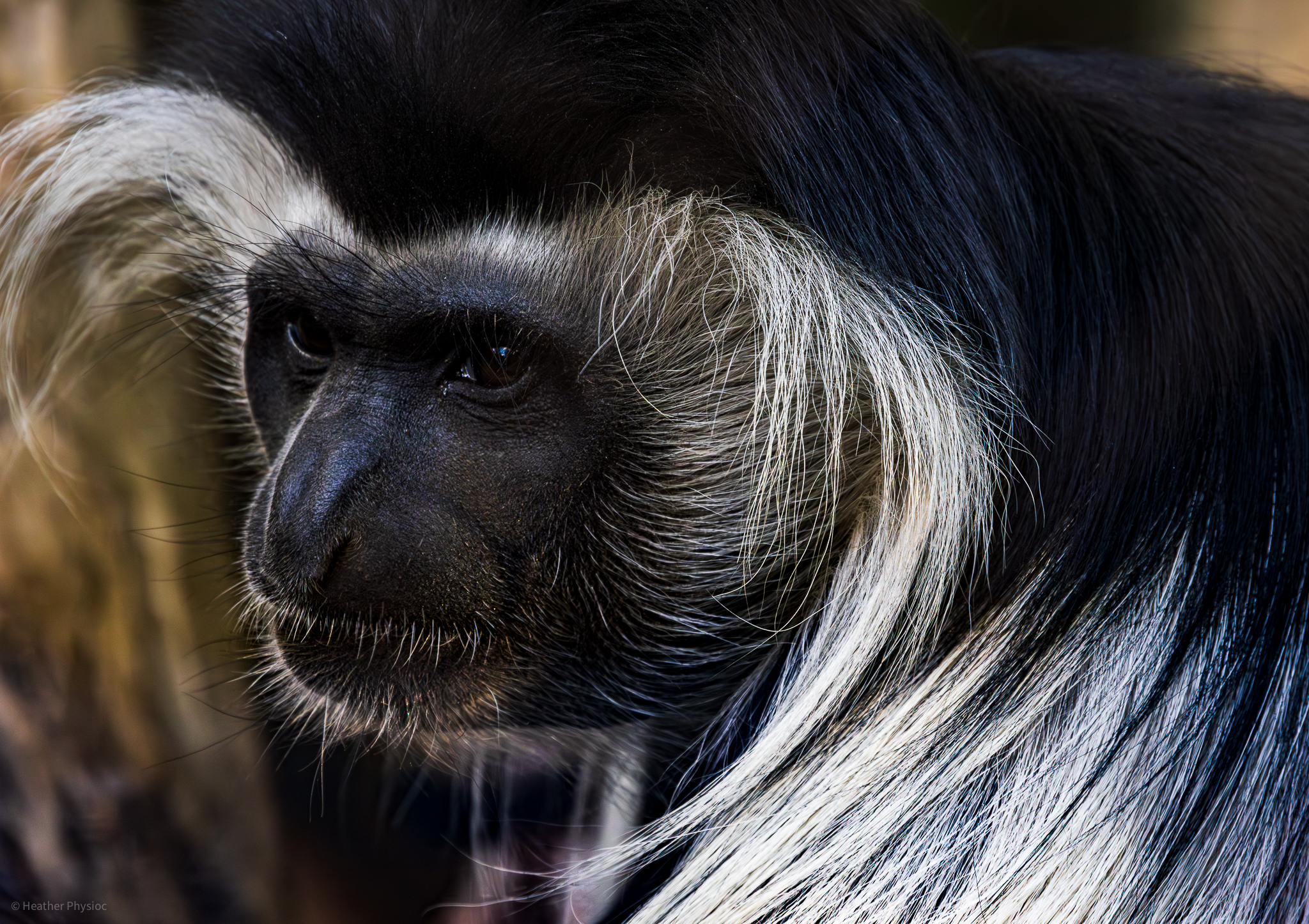Black & White Angolan Colobus Monkey portrait at the San Diego Zoo