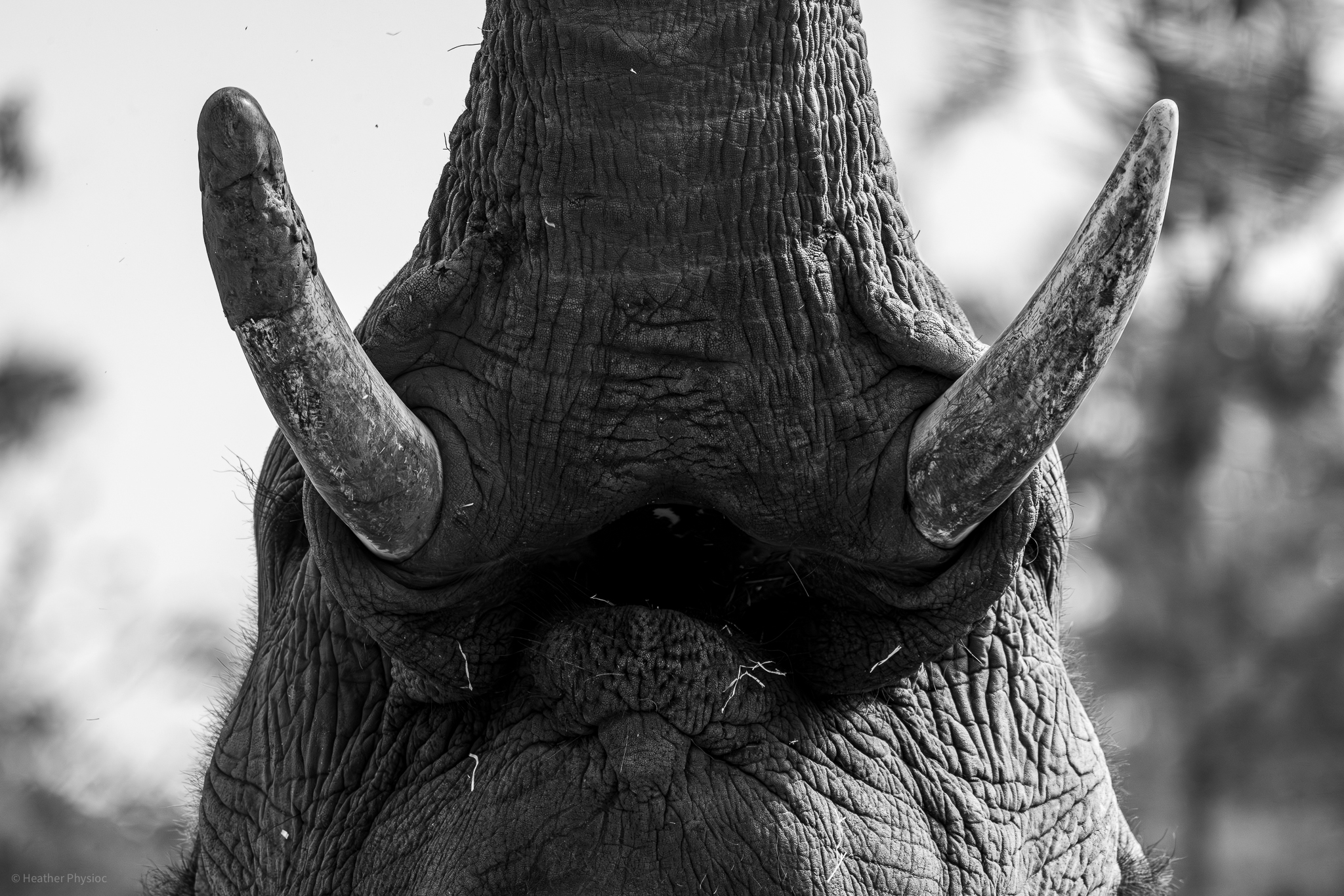Black & White abstract portrait of an elephant