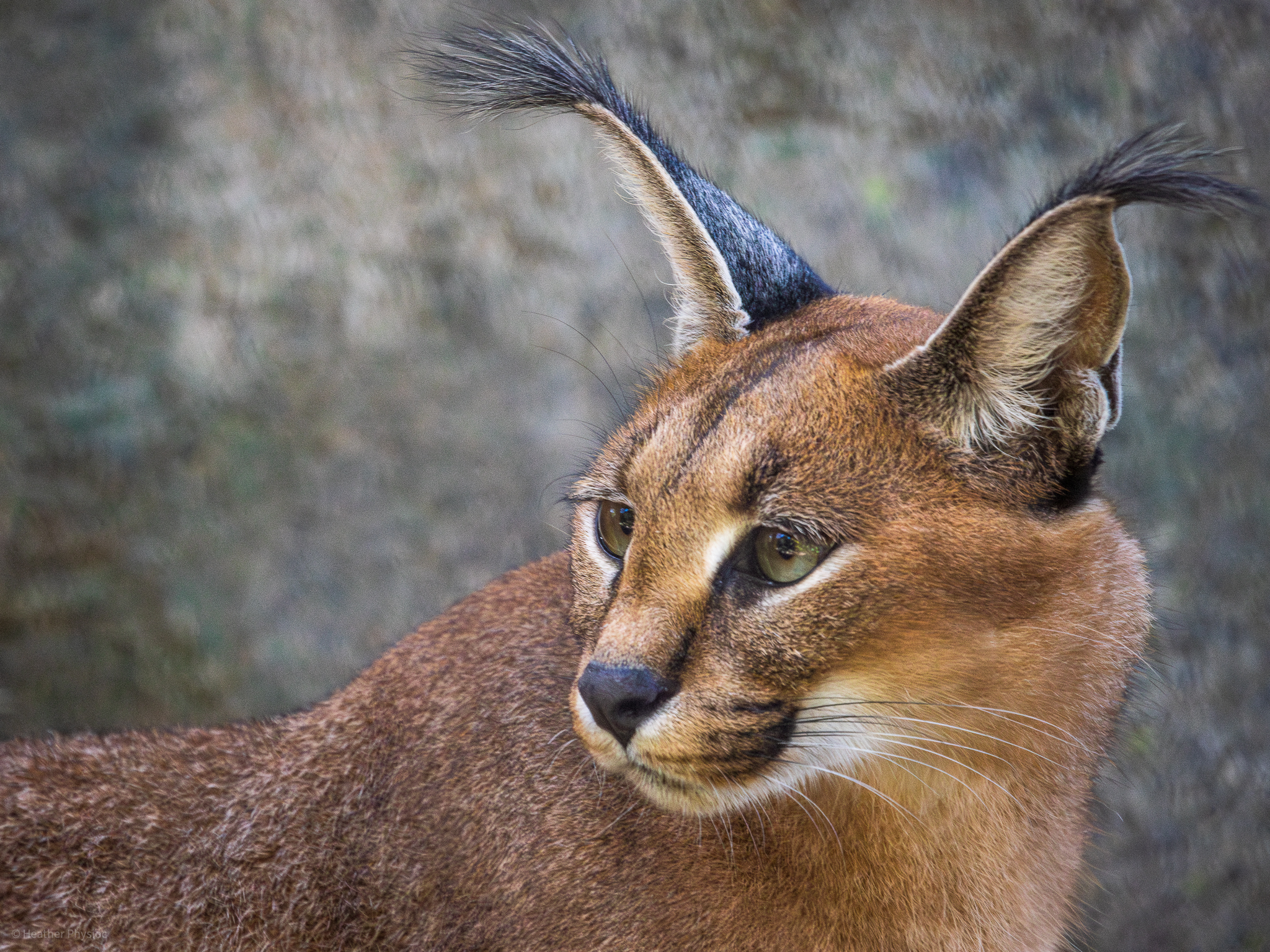 Caracal portrait at the San Diego Zoo