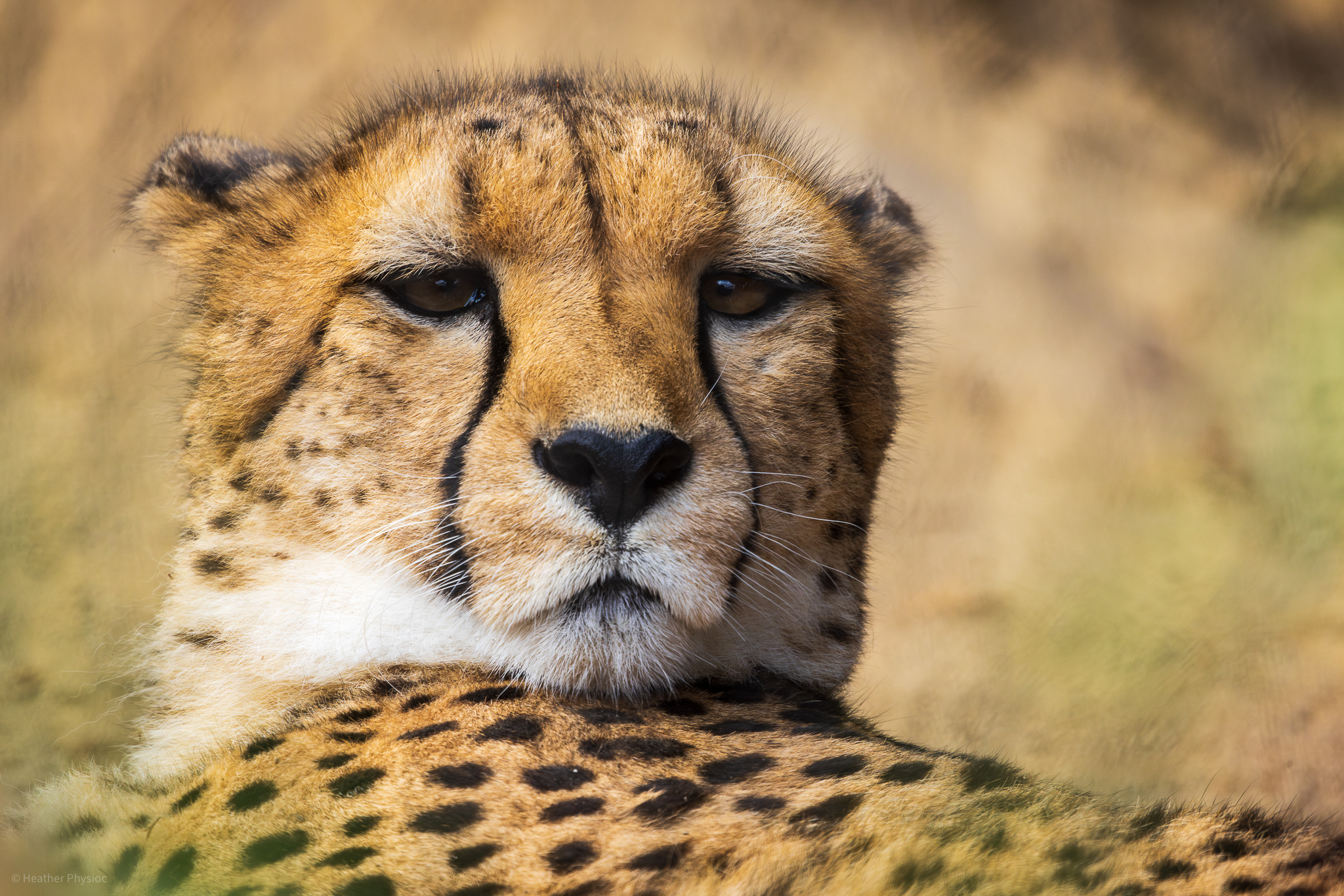 Cheetah lounging at the San Diego Zoo