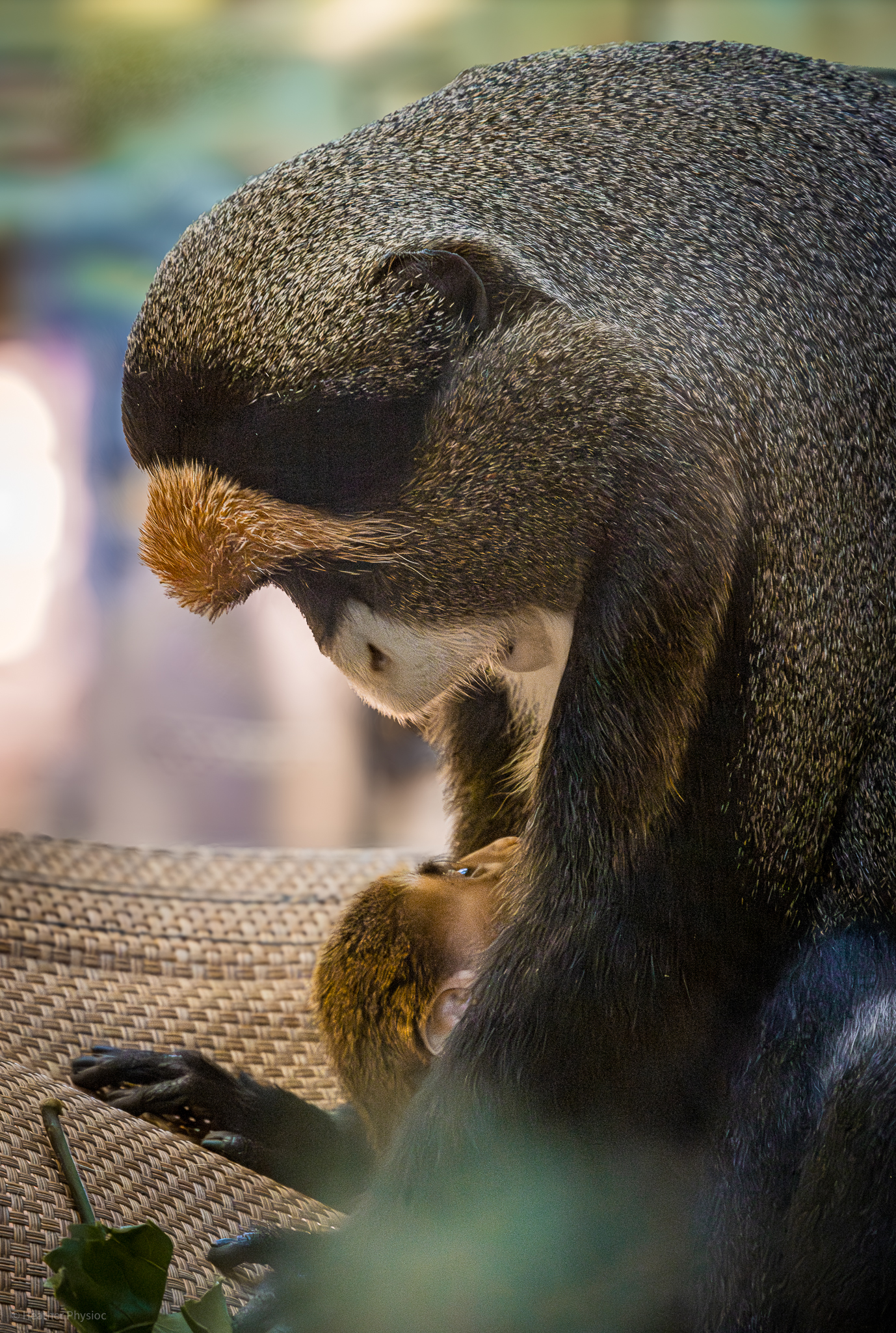 The first rare De Brazza's monkey to be born at the San Diego Zoo 