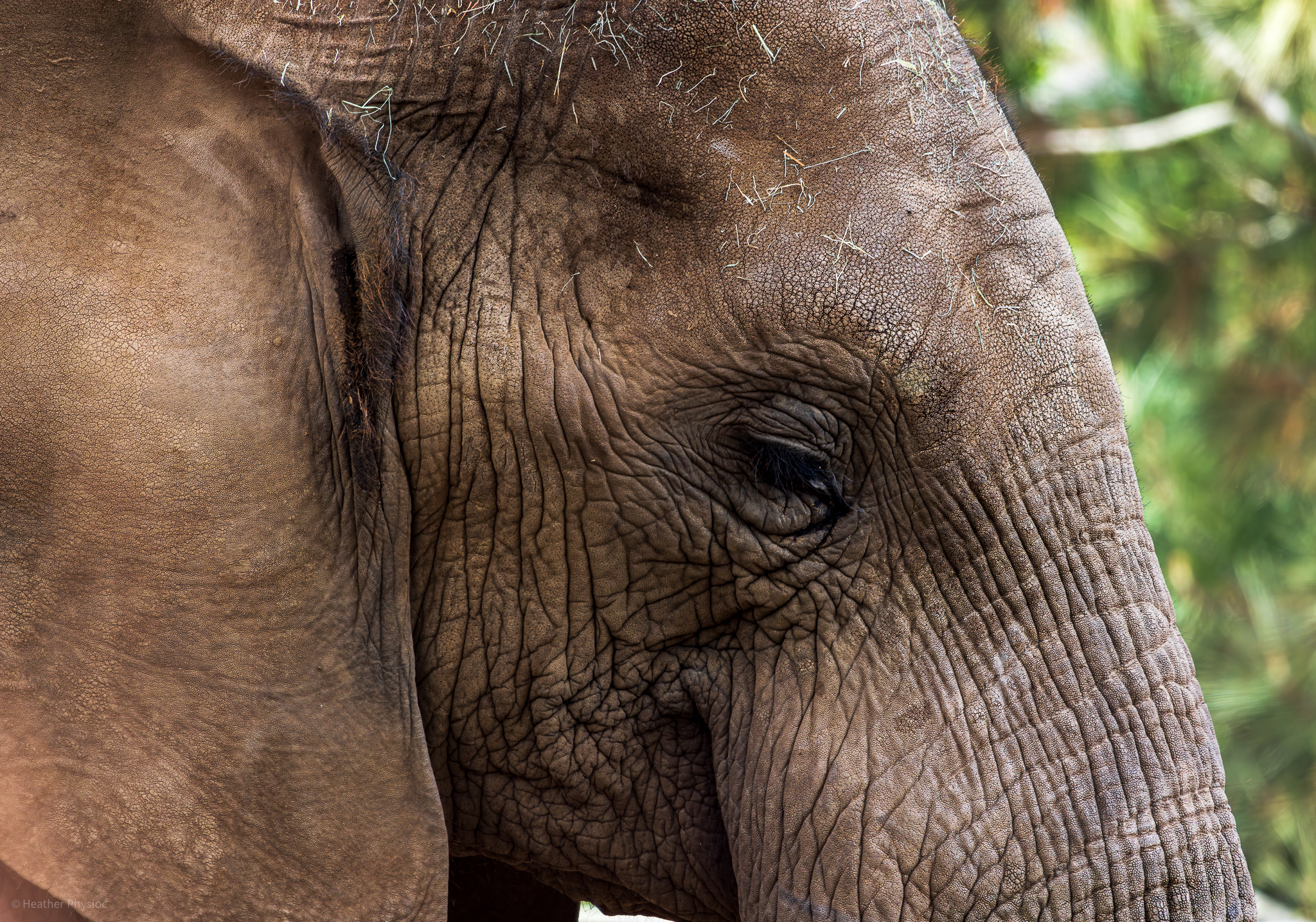Portrait of an elephant's face at the San Diego Zoo