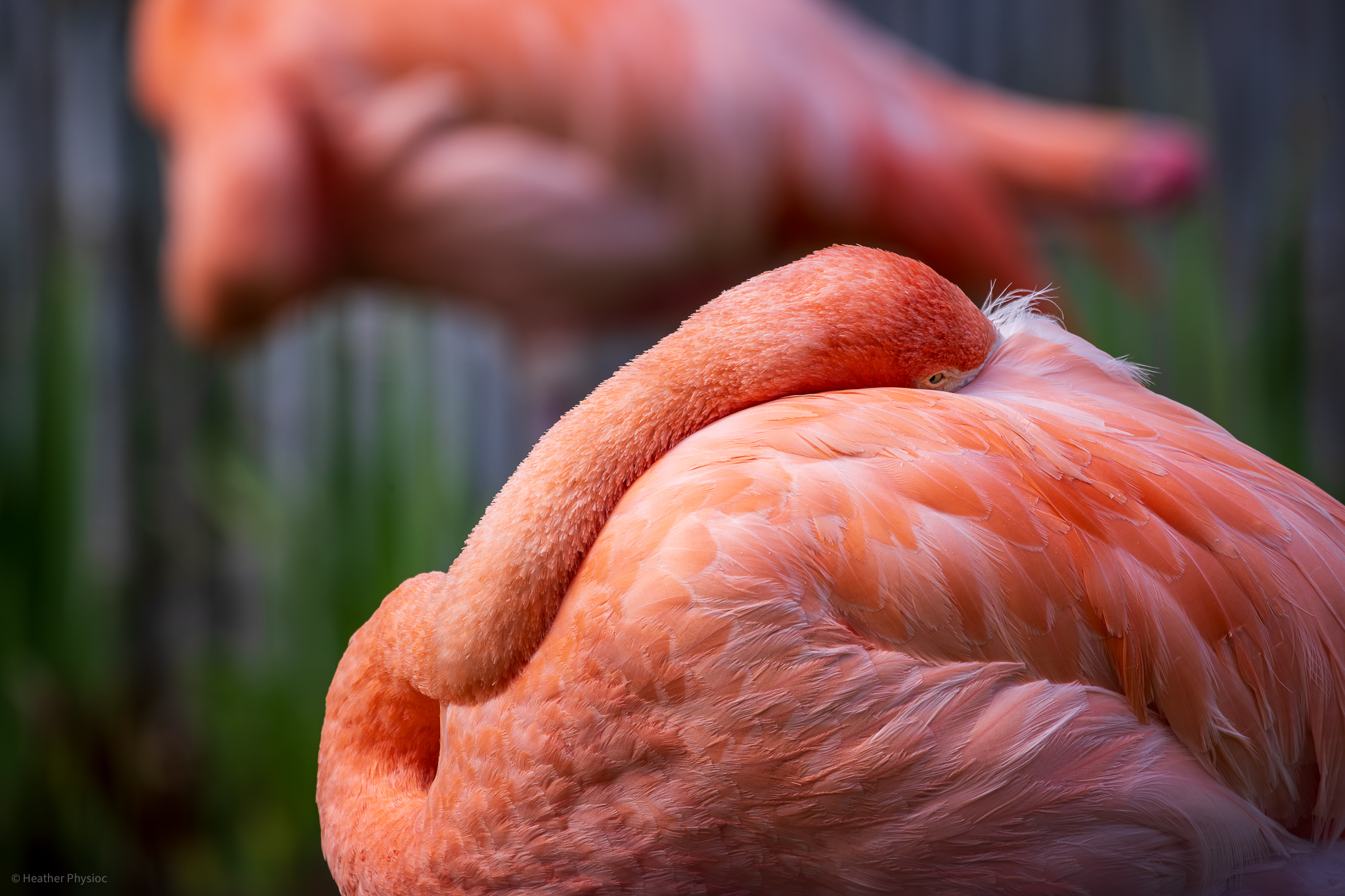 Pair of sleeping pink flamingos, symmetry and shallow depth of field