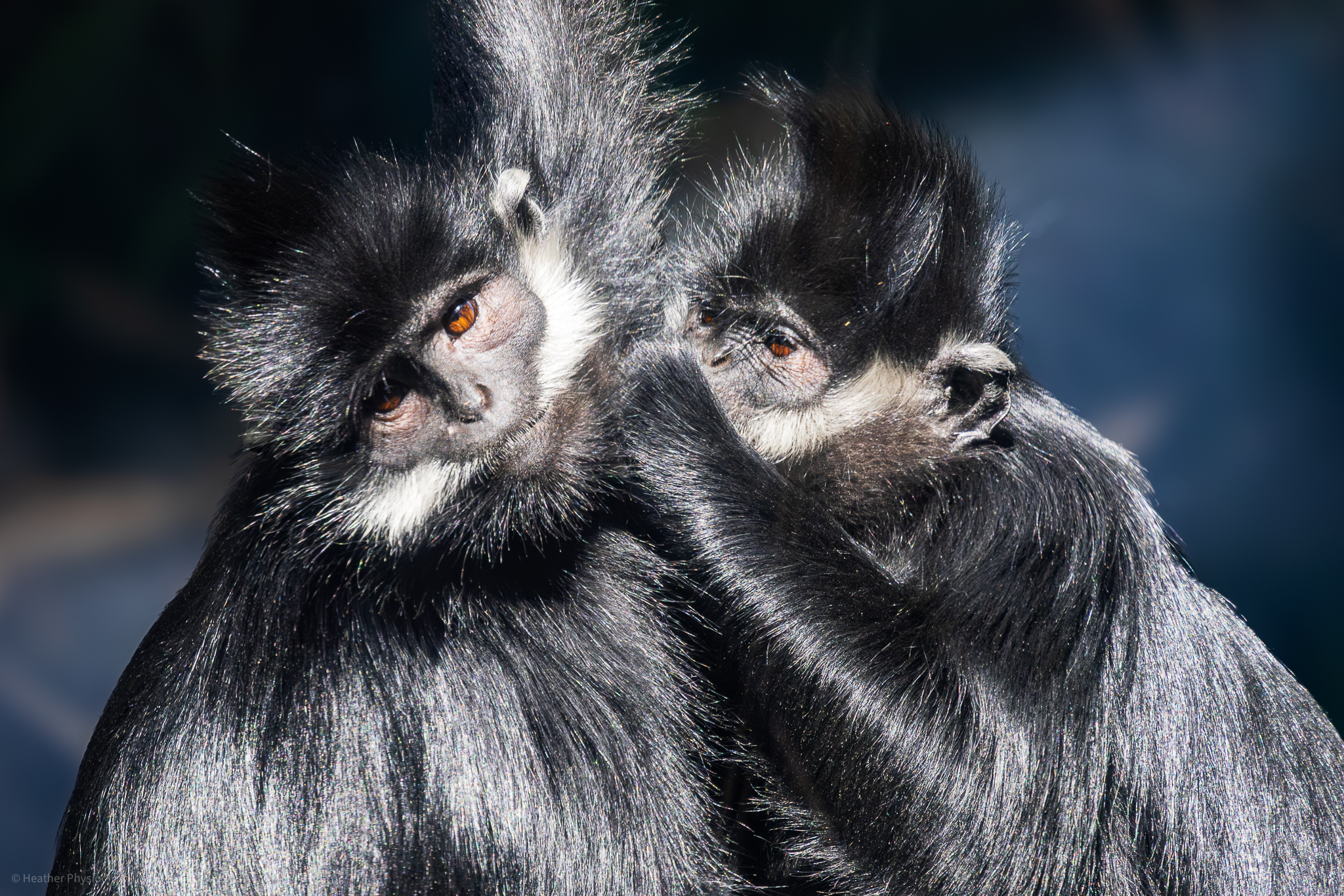 François' Langurs grooming one another at the San Diego Zoo