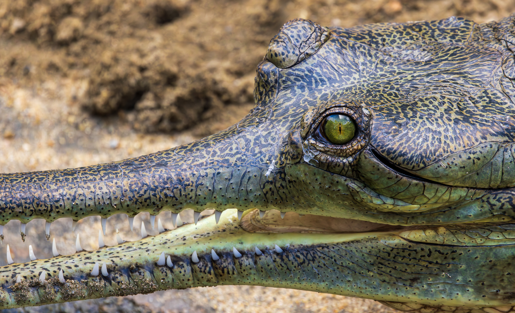 Portrait of a Gharial at the San Diego Zoo