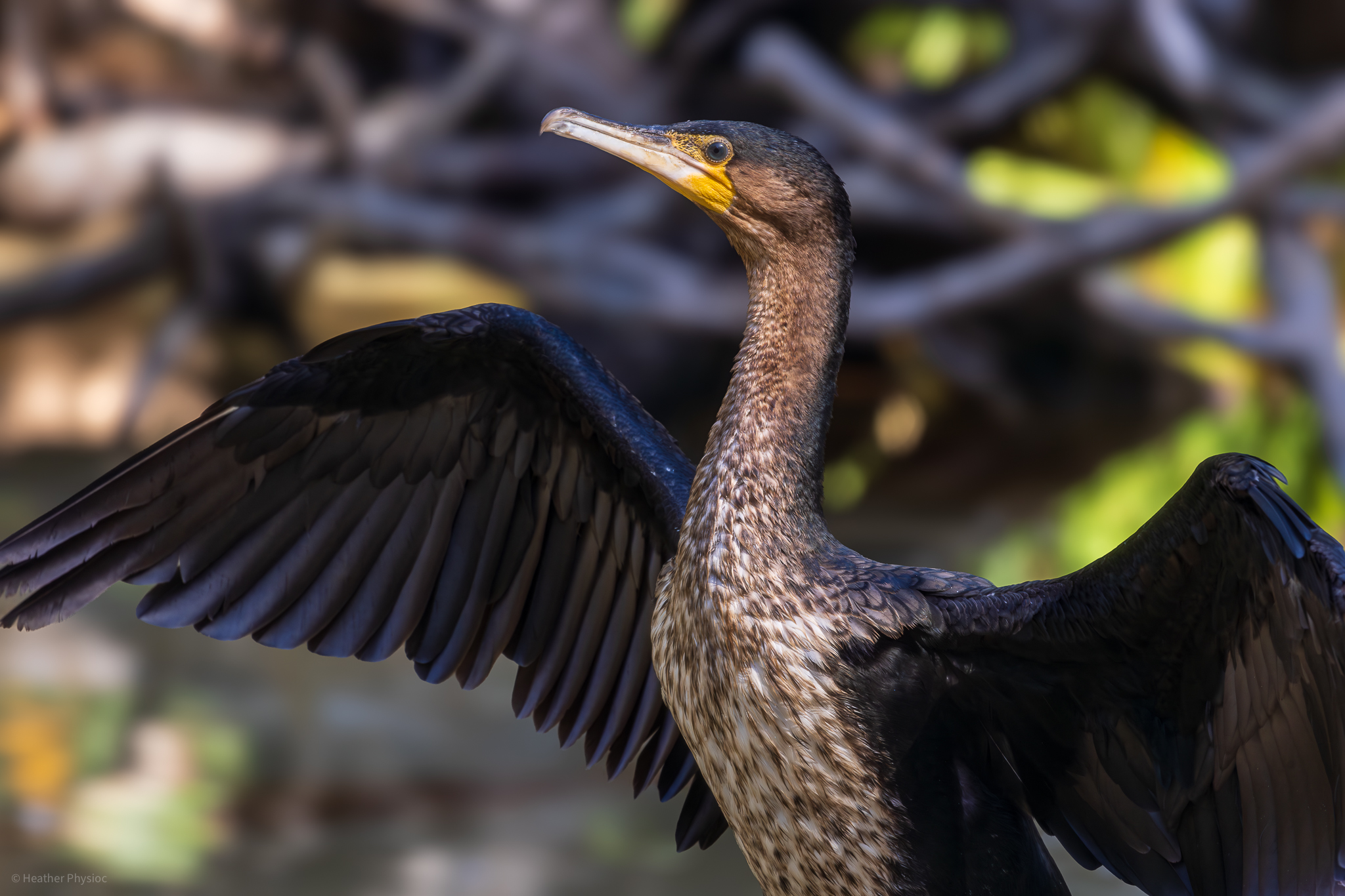 Great cormorant with out stretched wings at the San Diego Zoo