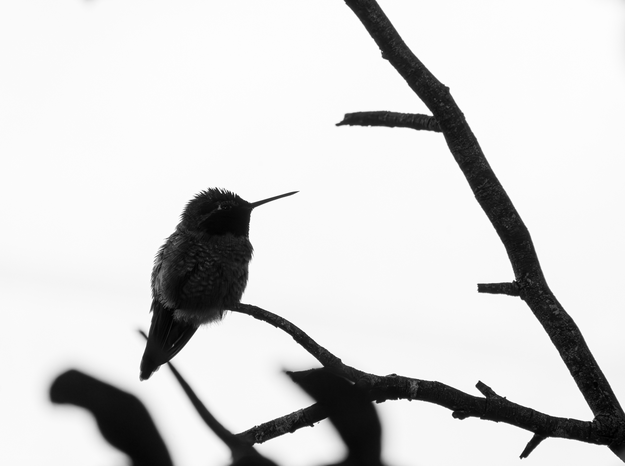 Near-silhouetted Anna's Hummingbird in black-and-white against a white background perched on a branch in the San Diego Zoo aviary