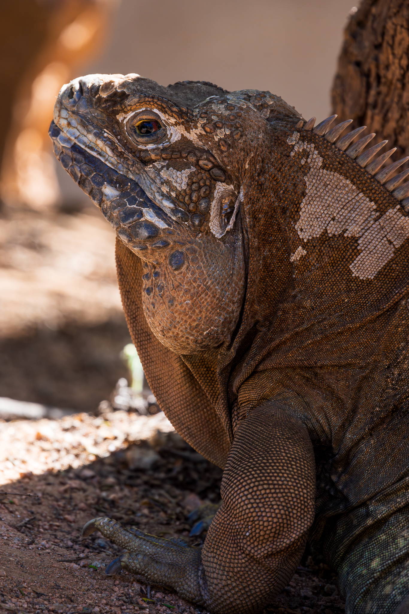Portrait of an iguana in the shade at the San Diego Zoo