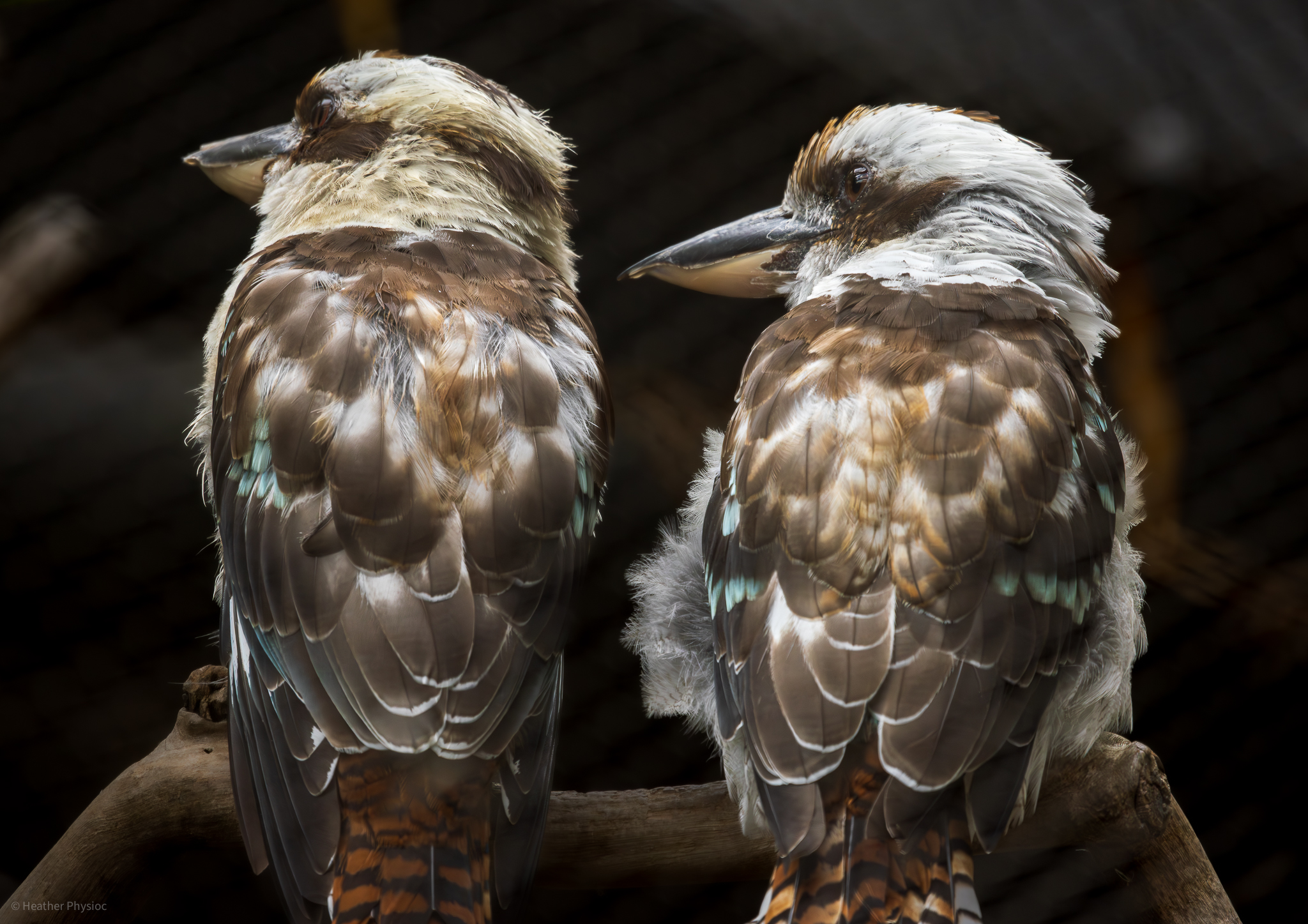 Portrait of a perched pair of kookaburras looking to the left
