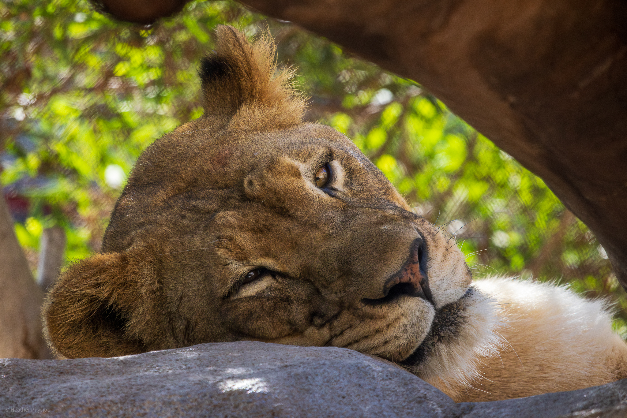 Lioness lounging in the shade at the San Diego Zoo