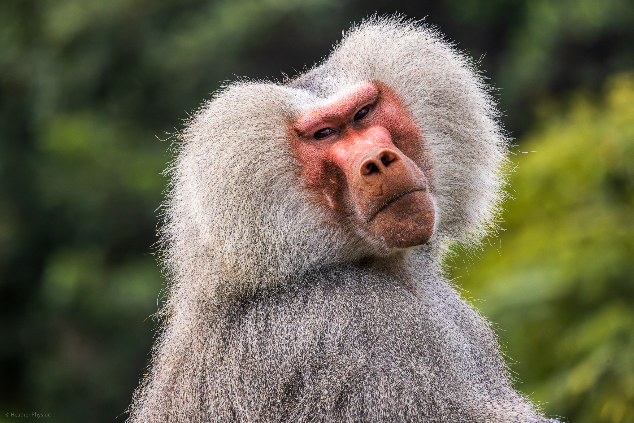 Male hamadryas baboon portrait at the San Diego Zoo