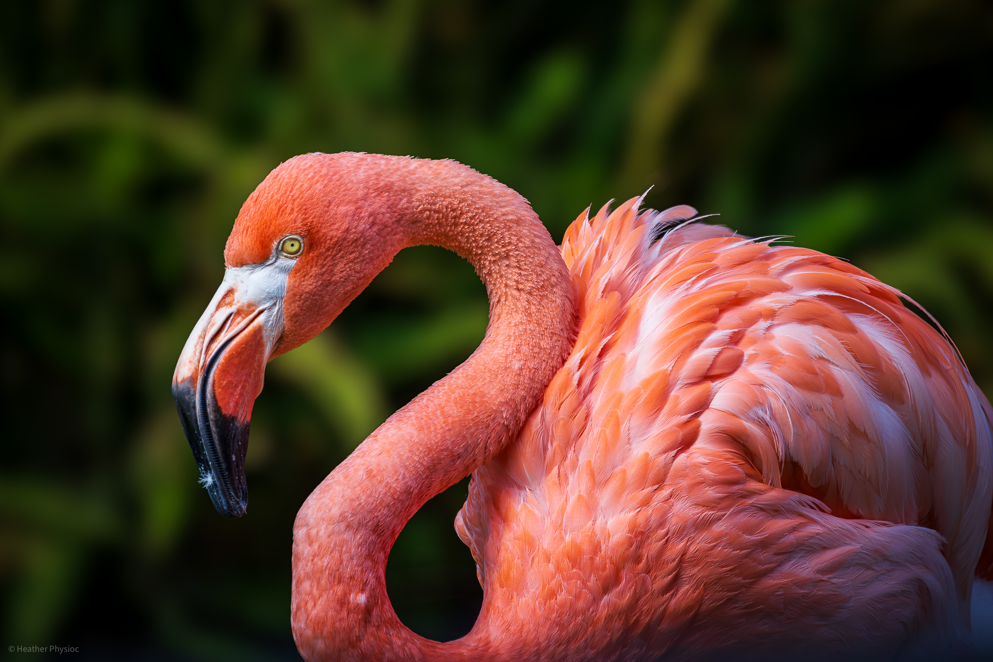 Perfect profile portrait of a pink flamingo at the Kansas City Zoo
