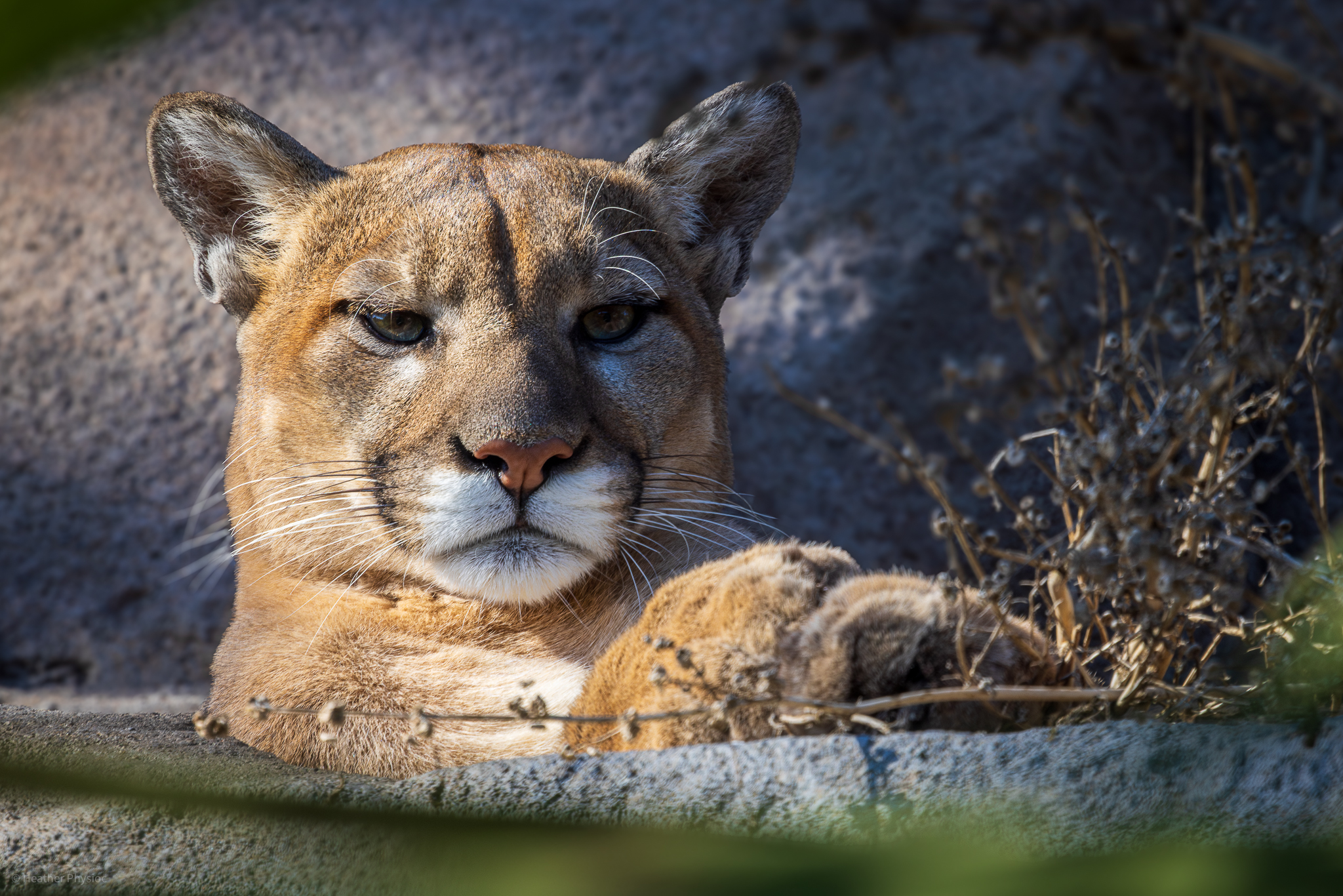 Cougar portrait at the San Diego Zoo