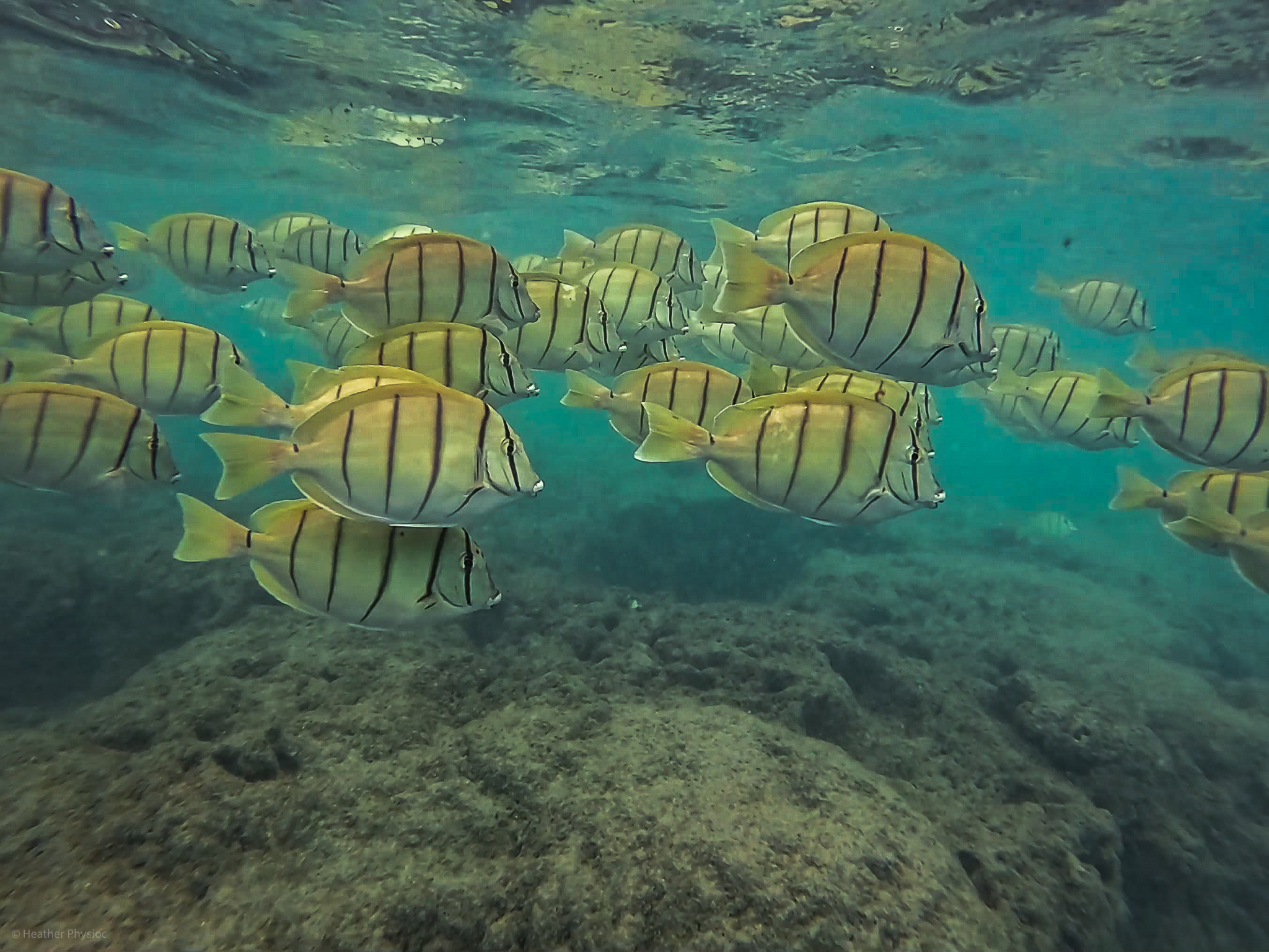 A school of Convict surgeonfish (tang) in Hanauma Bay in Hawaii