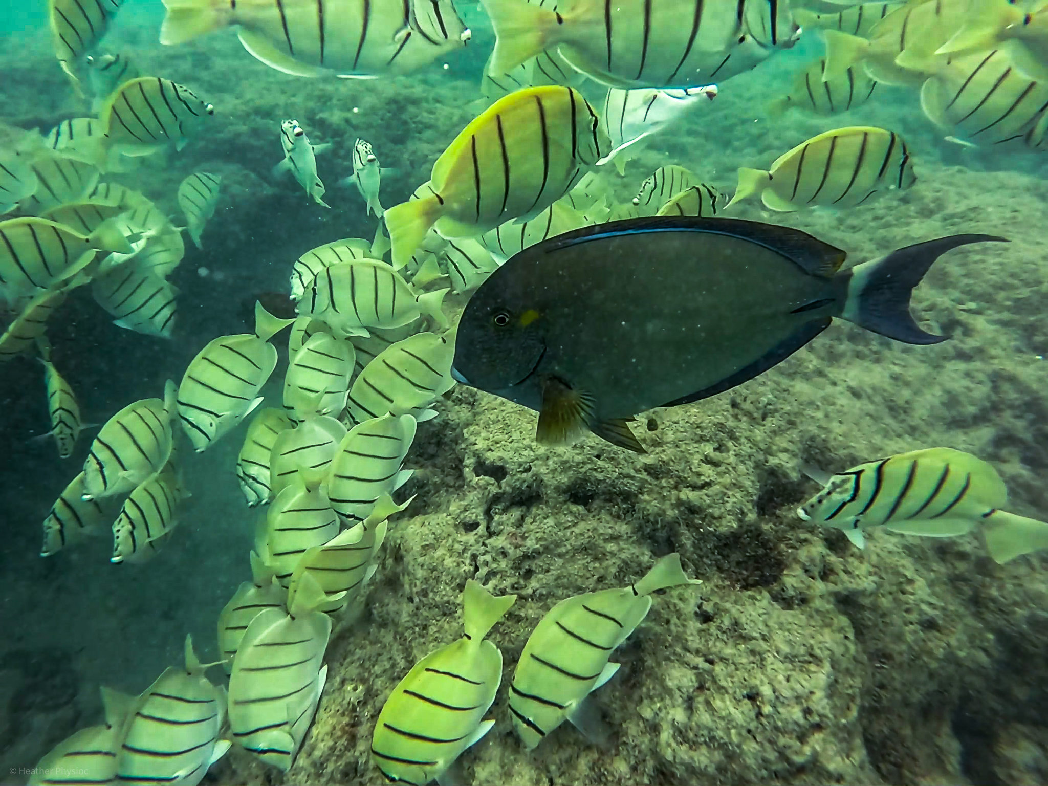 Acanthurus blochii swims amid a school of Convict tang fish in Hanauma Bay in Hawaii