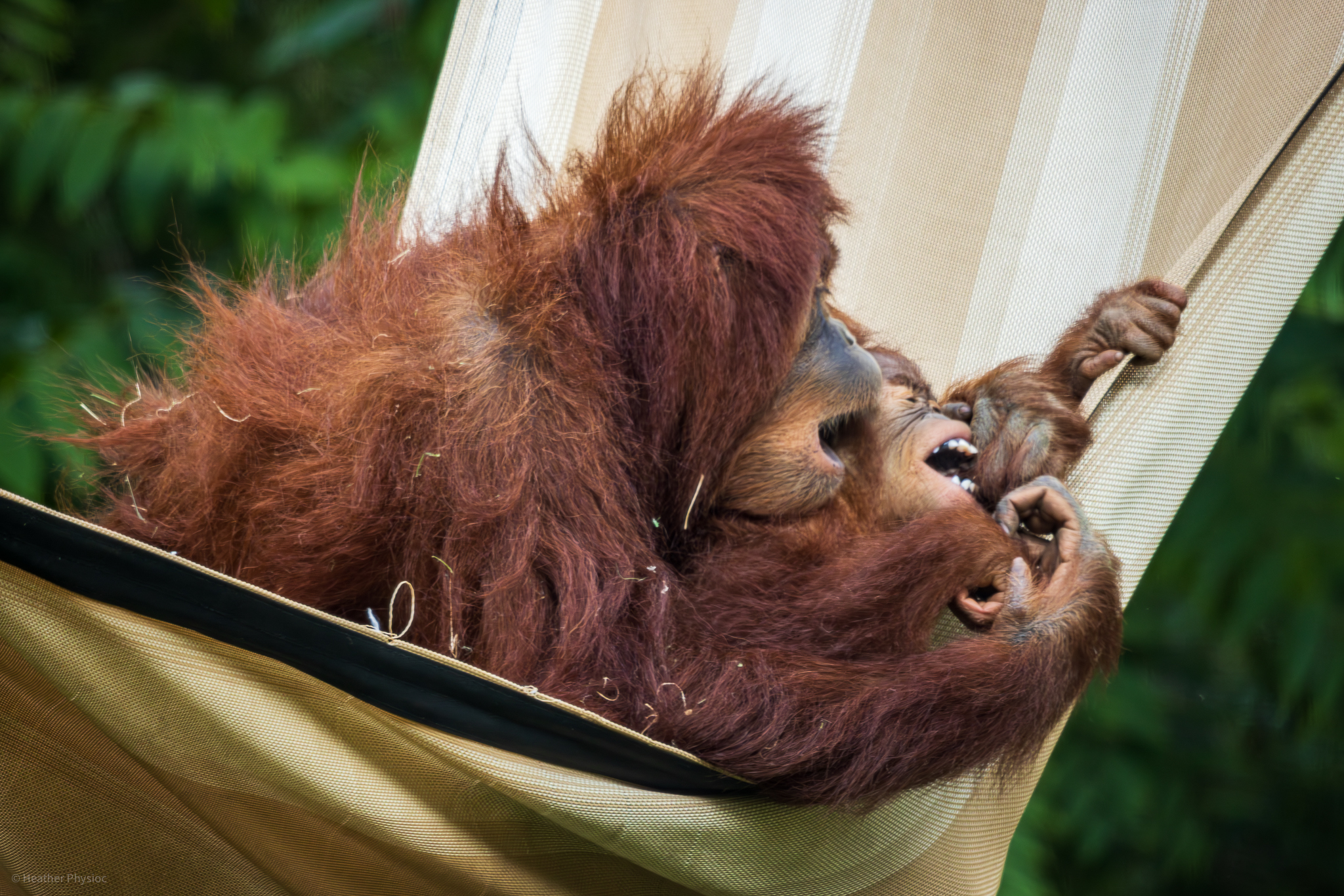 Sumatran orangutan siblings Aisha & Kaja snuggling in a hammock at the San Diego Zoo