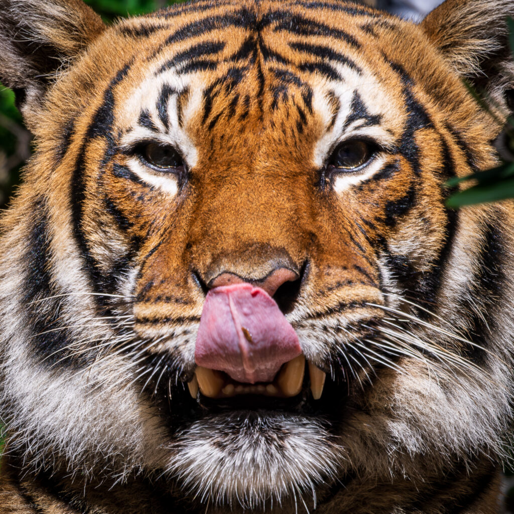 Portrait of a Sumatran Tiger licking its chops at the San Diego Zoo