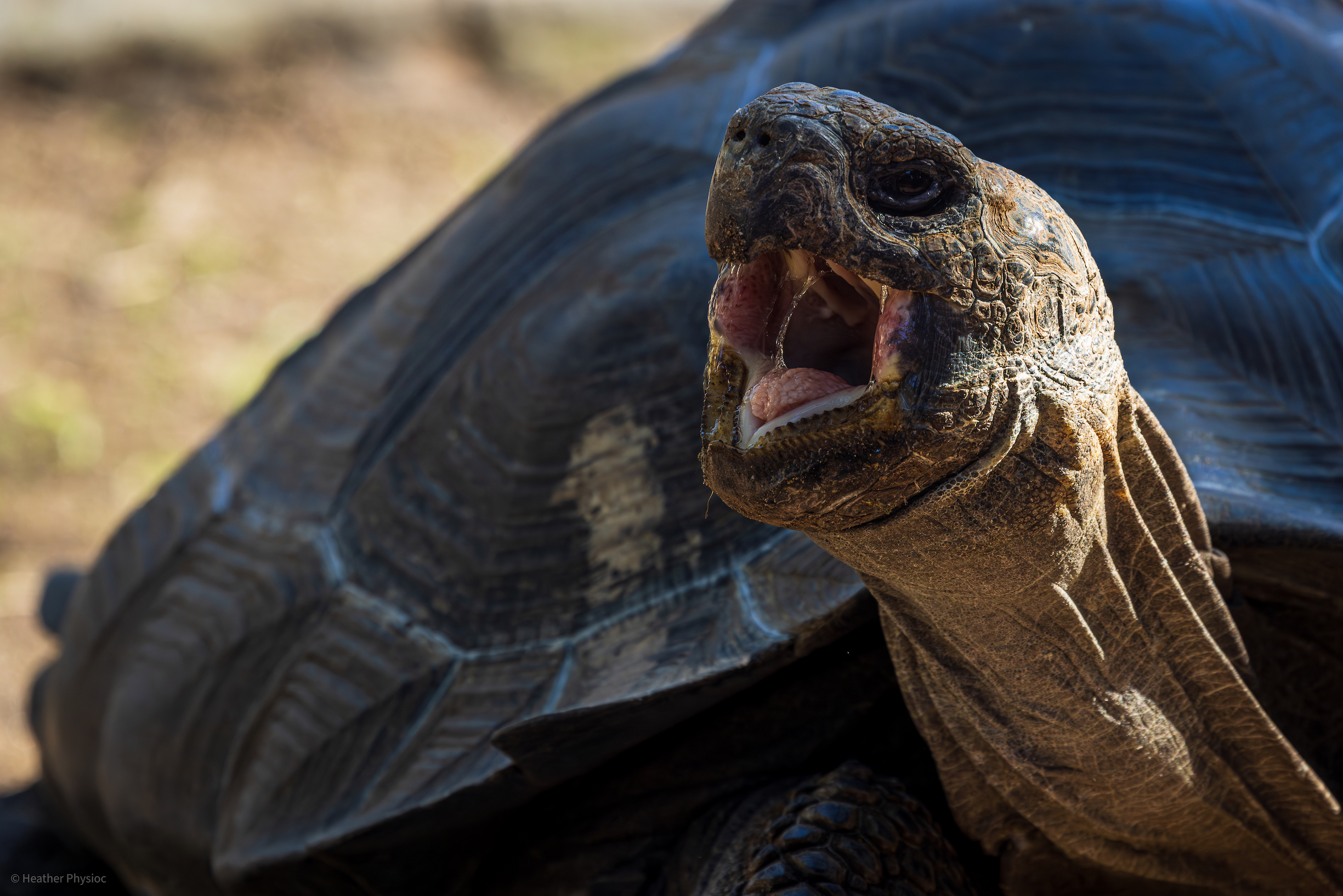 Open-mouthed giant Galápagos Tortoise at the San Diego Zoo