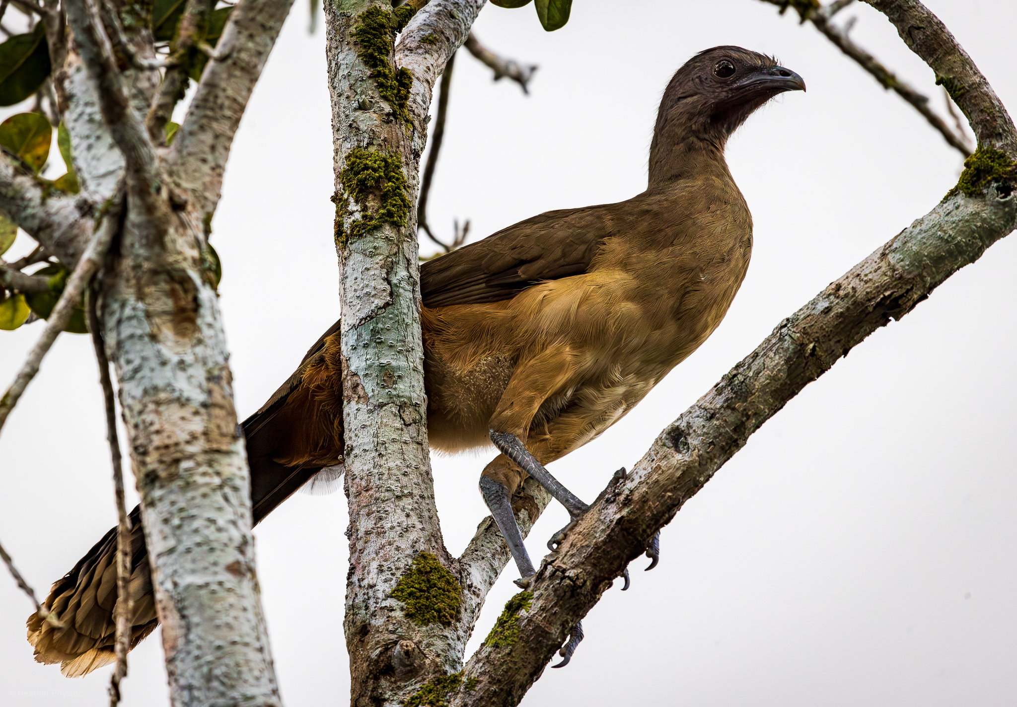 A Plain Chachalaca bird perched on a tree branch, with its brown plumage blending into the natural colors of the mossy tree in Yucatan, Mexico.