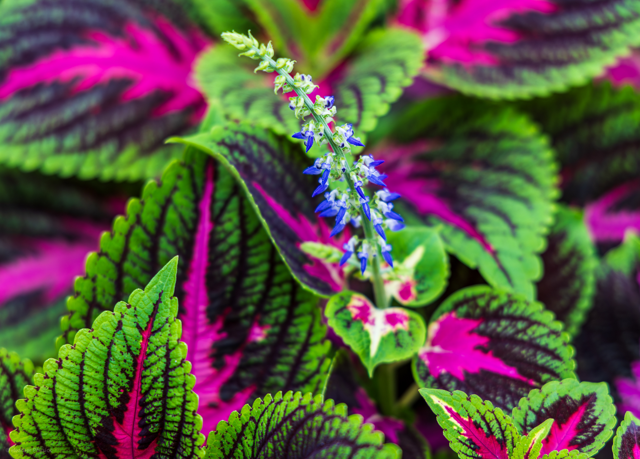 A lush Coleus plant showcasing vibrant green leaves with striking magenta veins, with a delicate spike of blue flowers rising above in a garden in Yucatan, Mexico.