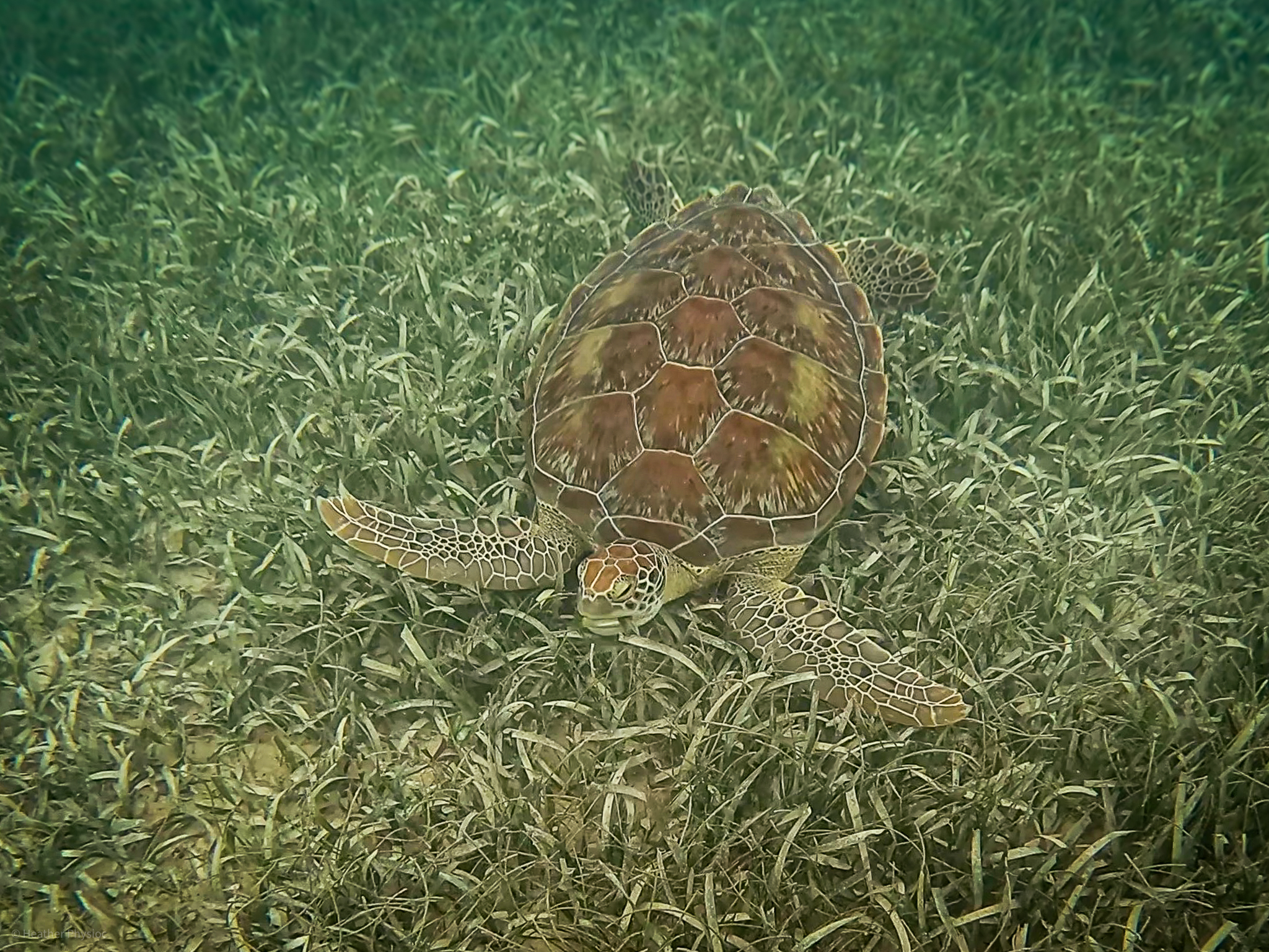 A green sea turtle grazing on sea grass on the sandy ocean floor of Akumal Bay, offering a glimpse into the marine life of the Yucatan.