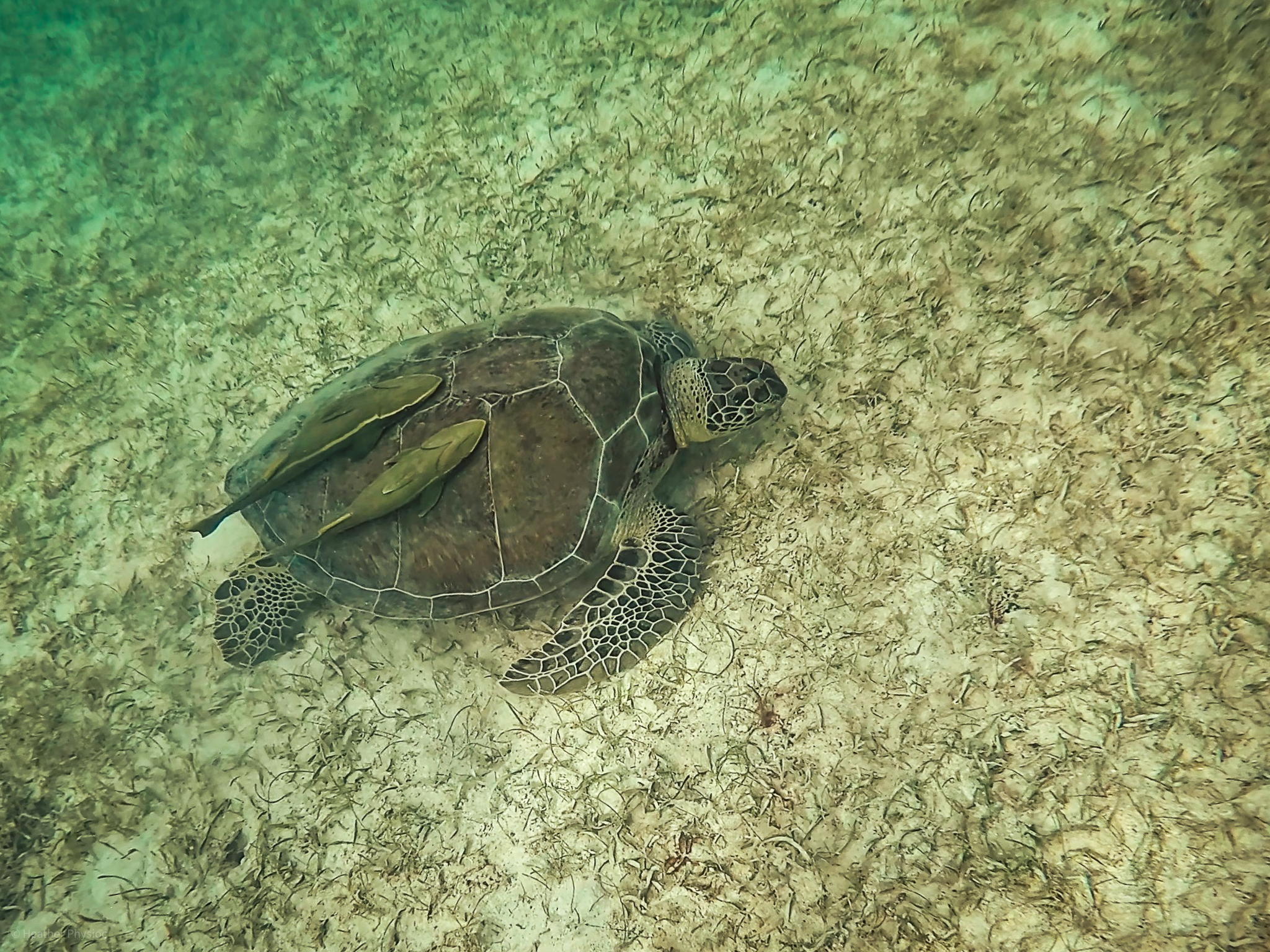 A green sea turtle accompanied by two remora fish attached to its shell, swimming near the ocean floor in Akumal Bay, displaying symbiotic relationships in the wild.