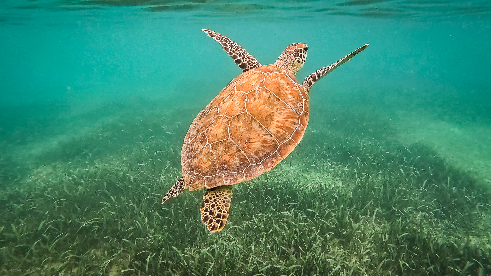 A green sea turtle elegantly gliding through the water and coming up for air, with its shell contrasting against the vibrant underwater grasses of Akumal Bay in Yucatan, Mexico, capturing the serene beauty of marine life