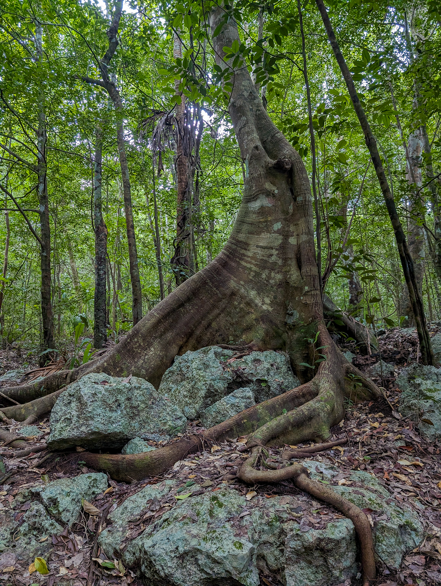 The mighty roots of a kapok tree spread out over the rocky forest floor in Tulum, Mexico. The tree's large buttress roots give it a powerful presence in the dense tropical jungle, showcasing the biodiversity and strength of the Yucatan ecosystem.