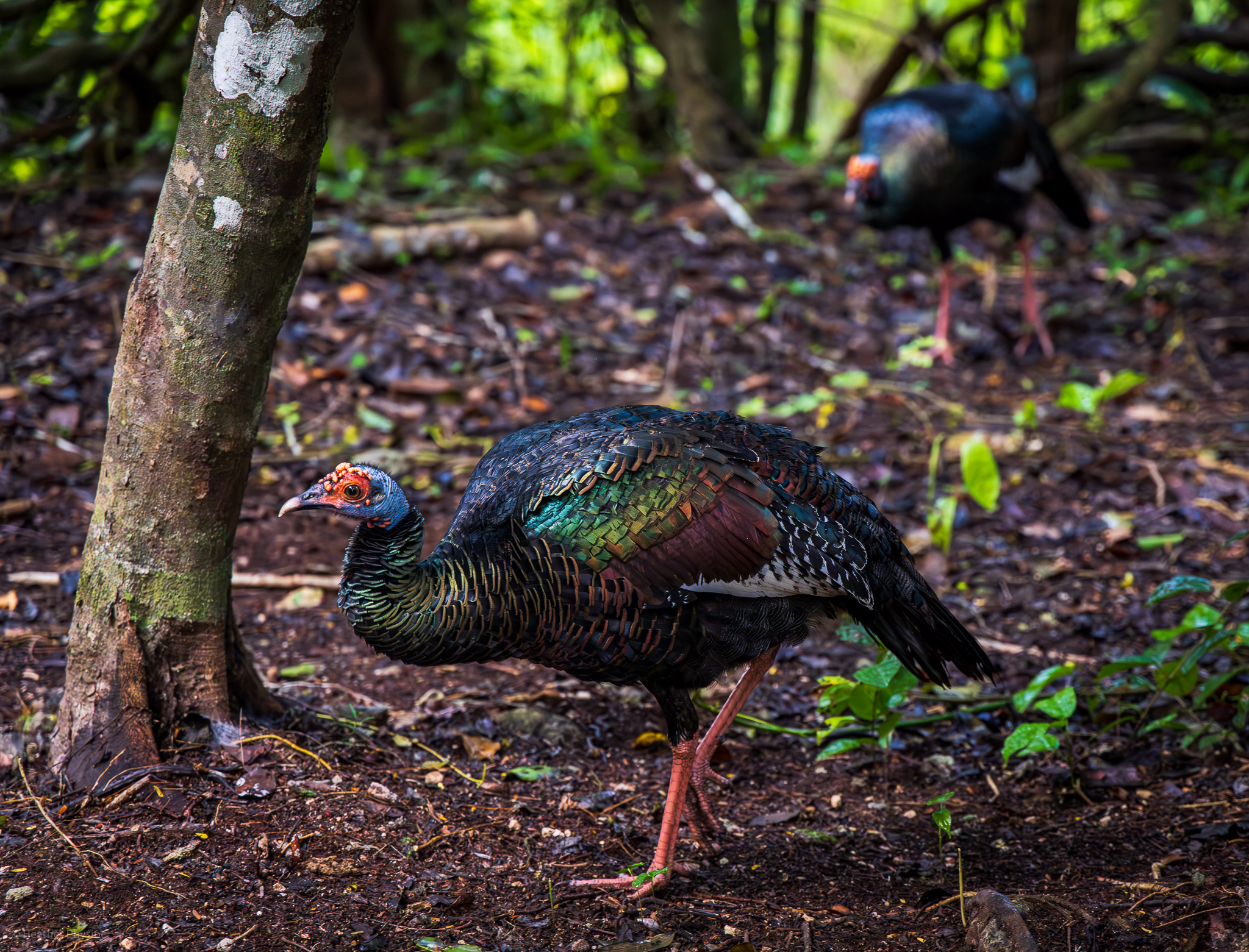 A pair of vibrant ocellated turkeys, with iridescent plumage, foraging on the forest floor, showcasing the biodiversity that thrives alongside the ruins in Coba, Mexico