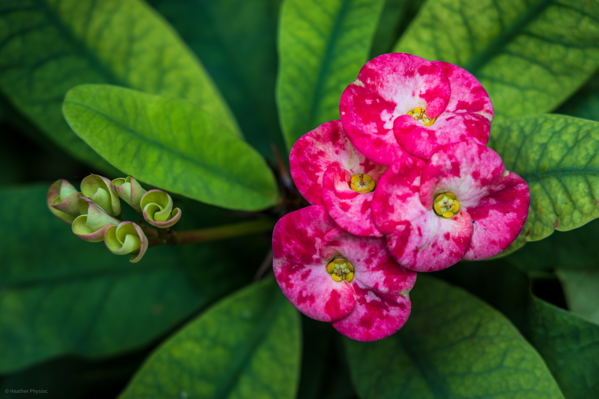 The striking pink and white blooms of a Crown of Thorns (Euphorbia) plant, with its vibrant flowers standing out against the lush green leaves in a garden in Yucatan, Mexico.